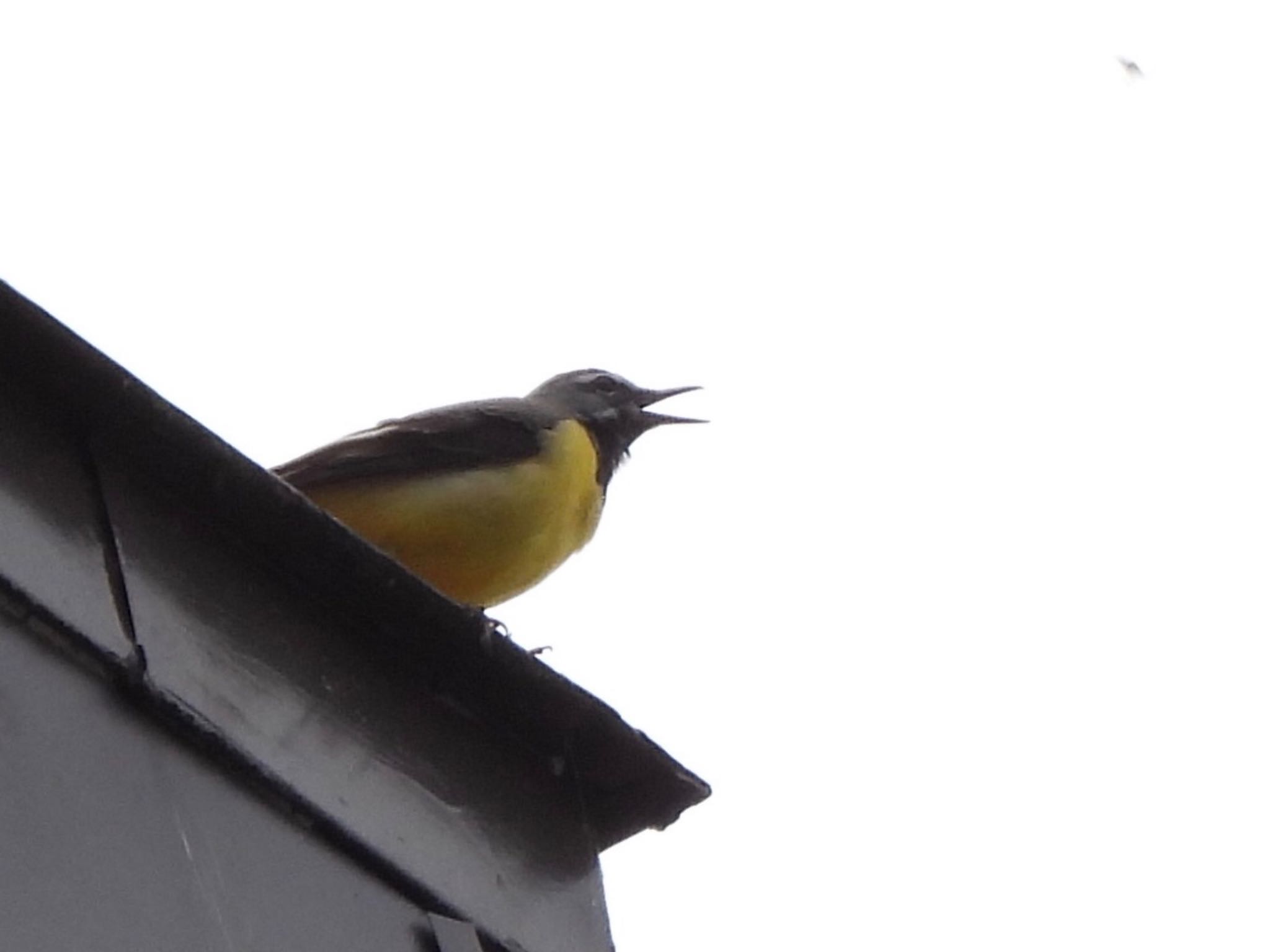 Grey Wagtail