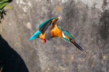 カワセミ 静岡県 2022年12月31日(土)