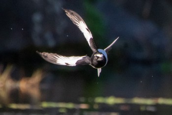 Japanese Wagtail 静岡県 Sat, 12/31/2022