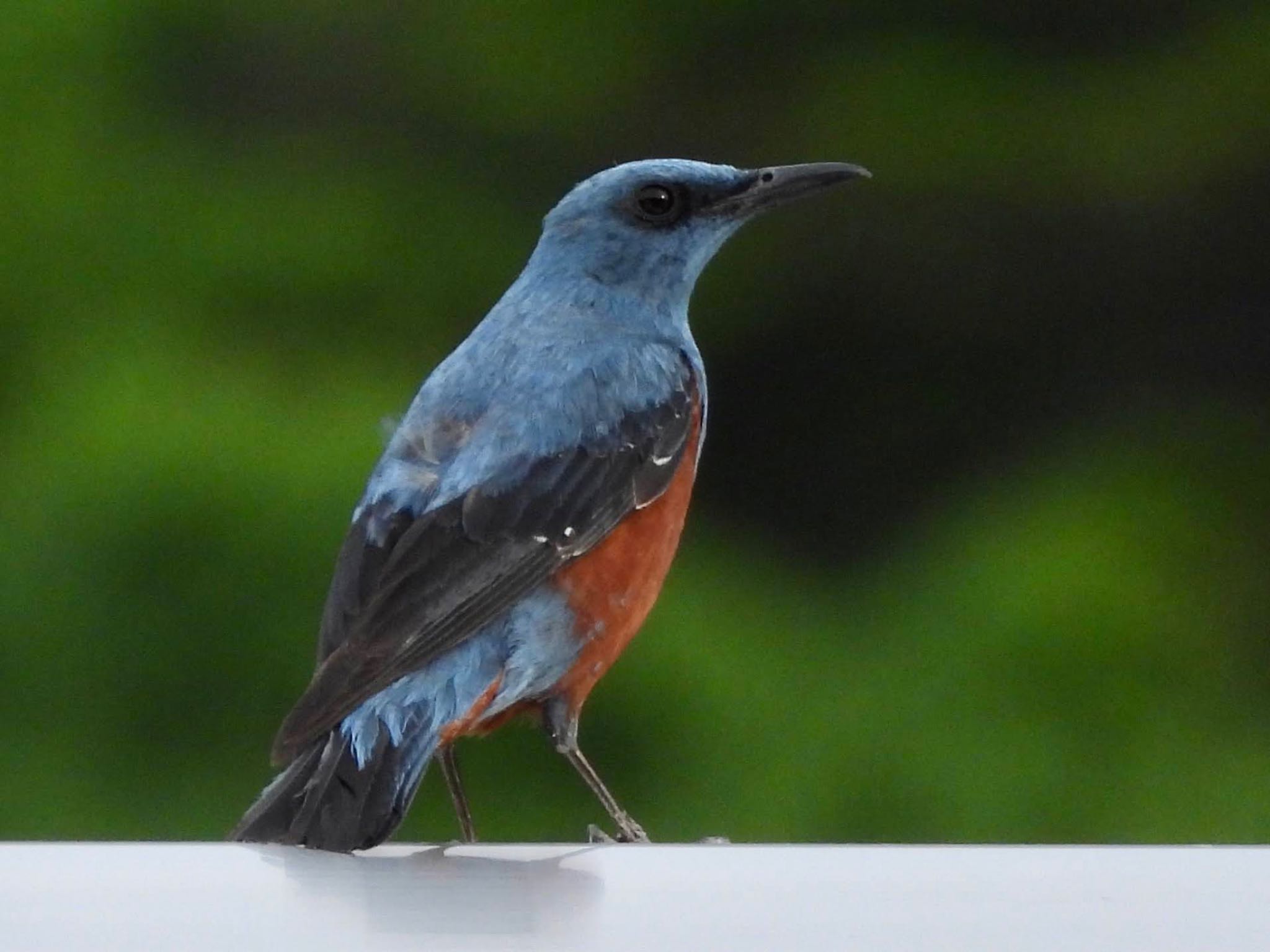 Blue Rock Thrush