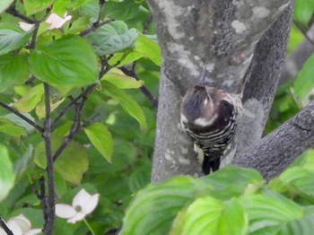 2022年5月12日(木) 道の駅しょうなんの野鳥観察記録