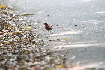 アカヒゲ 場所が不明 2018年3月25日(日)