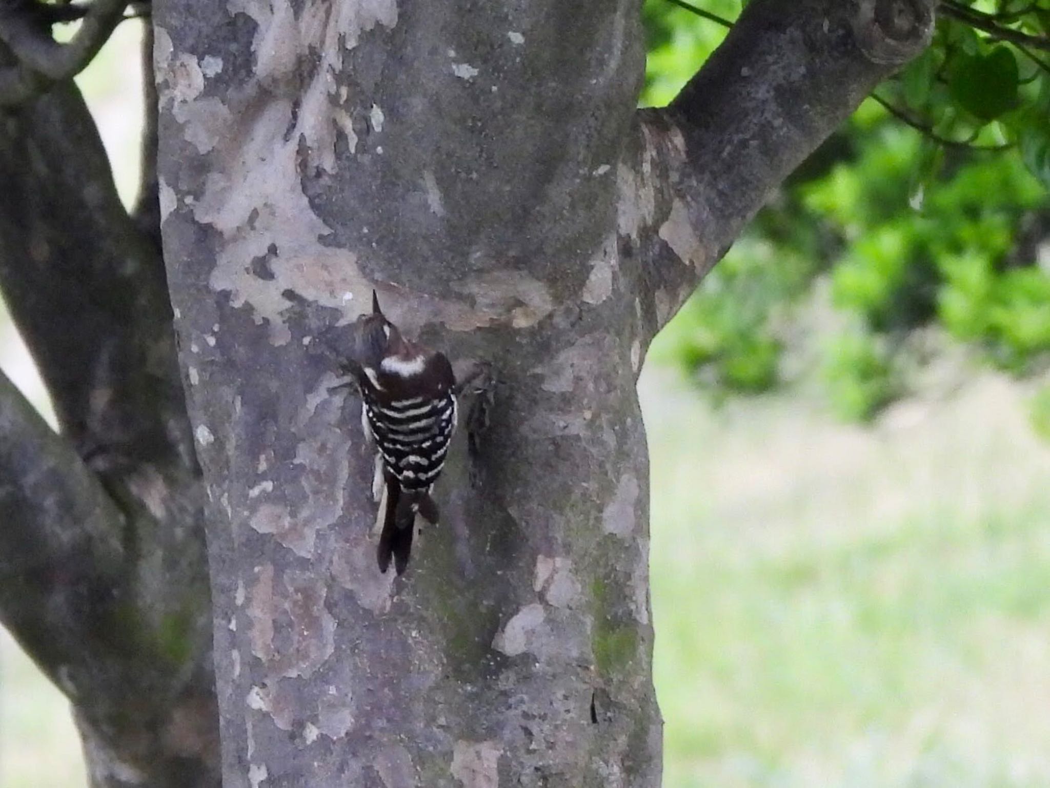 Japanese Pygmy Woodpecker