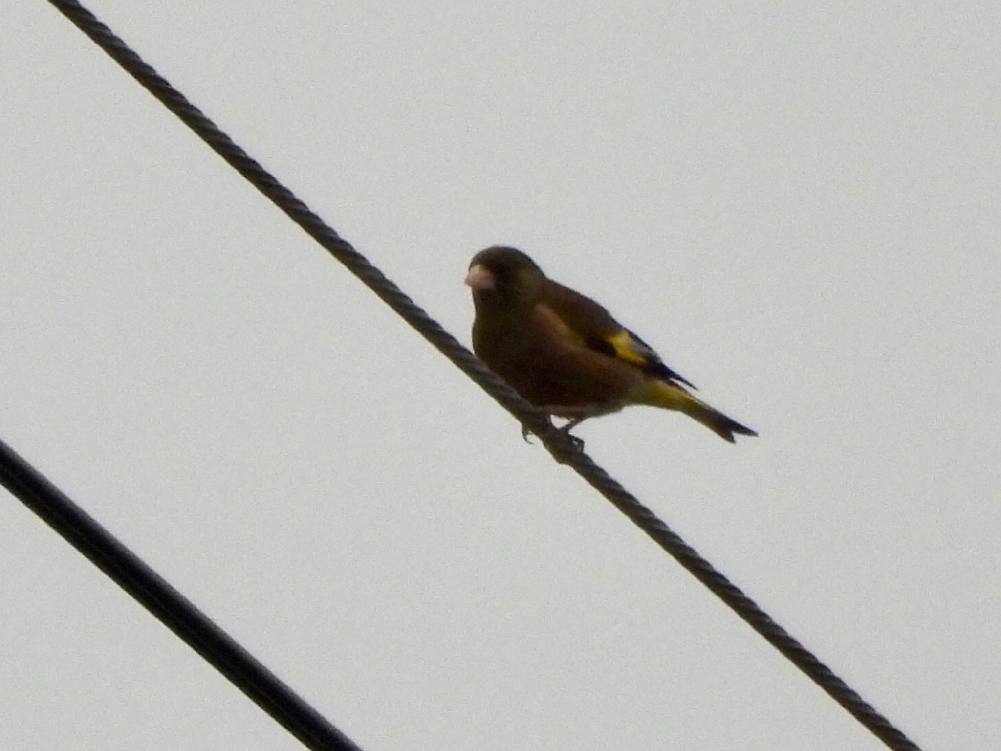 Photo of Grey-capped Greenfinch at 道の駅しょうなん by くー