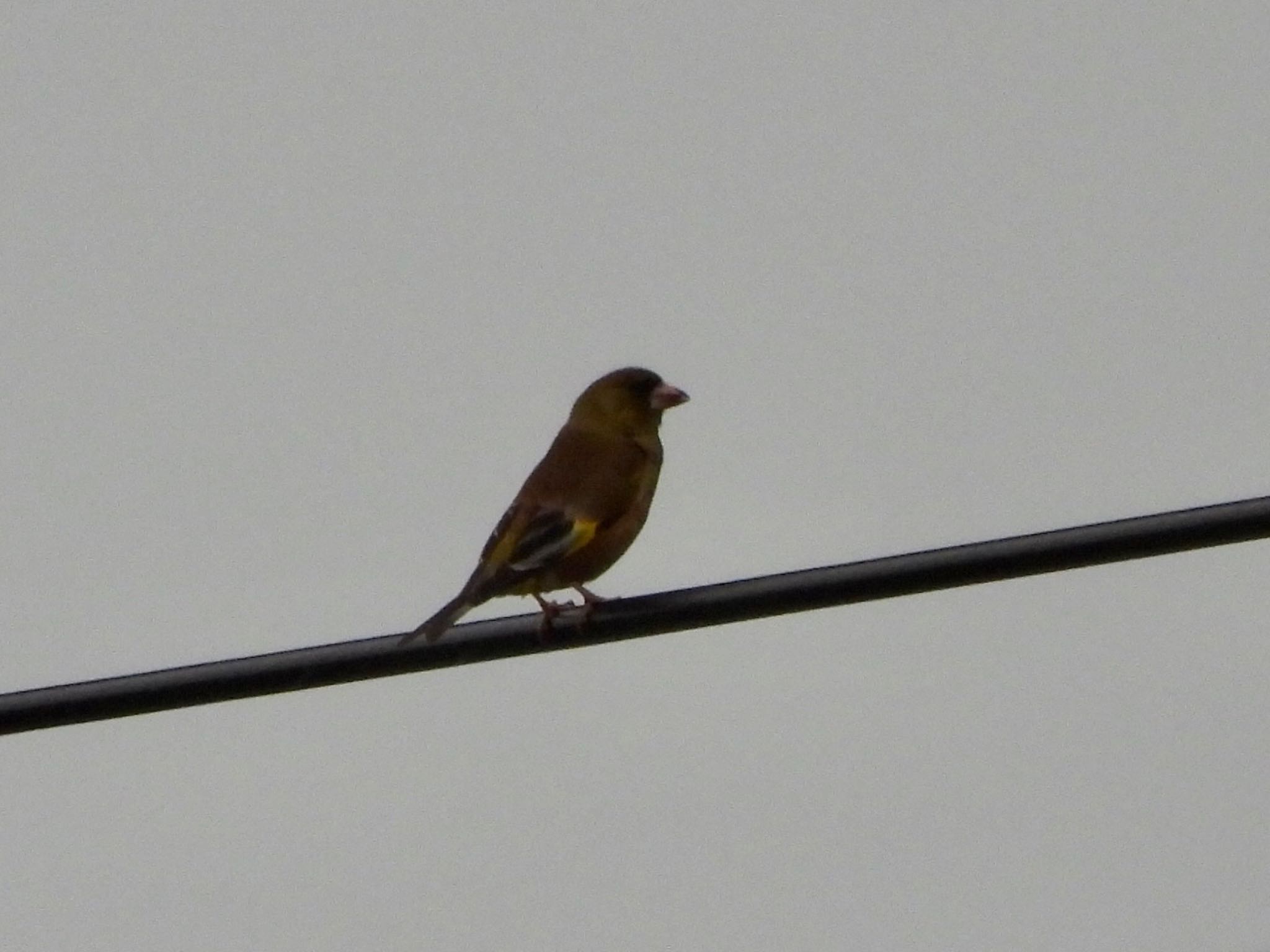 Grey-capped Greenfinch