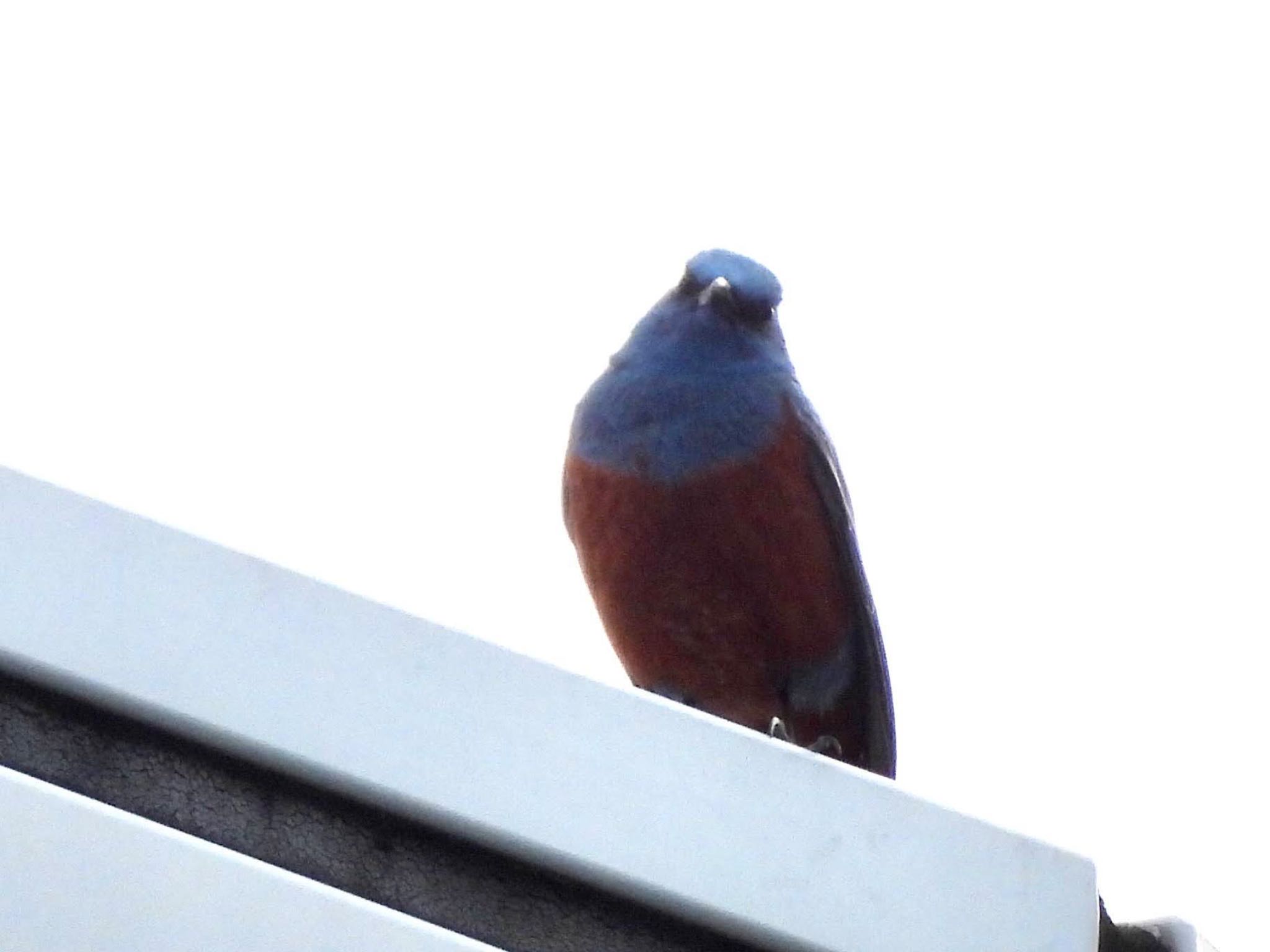 Blue Rock Thrush