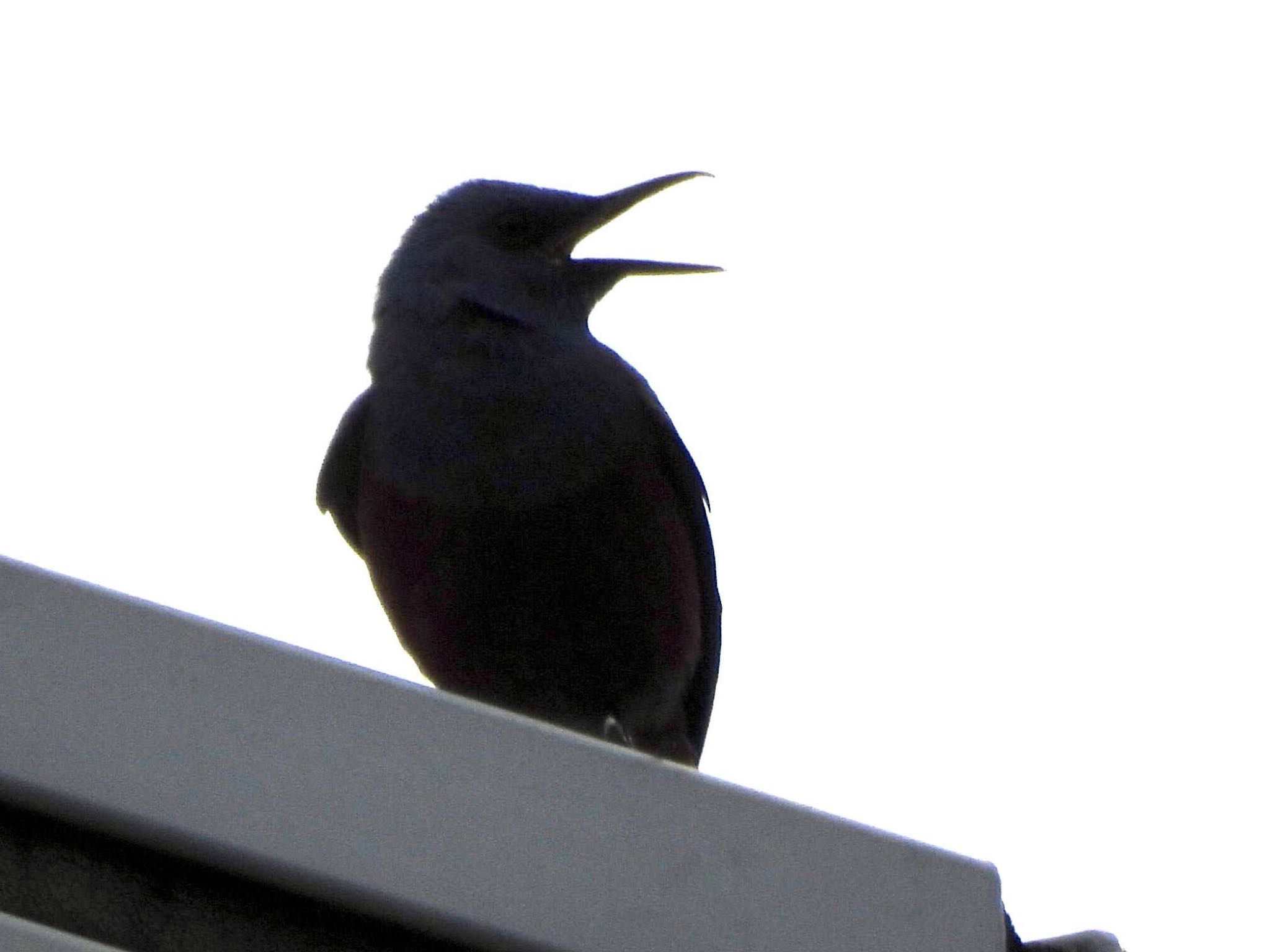 Blue Rock Thrush