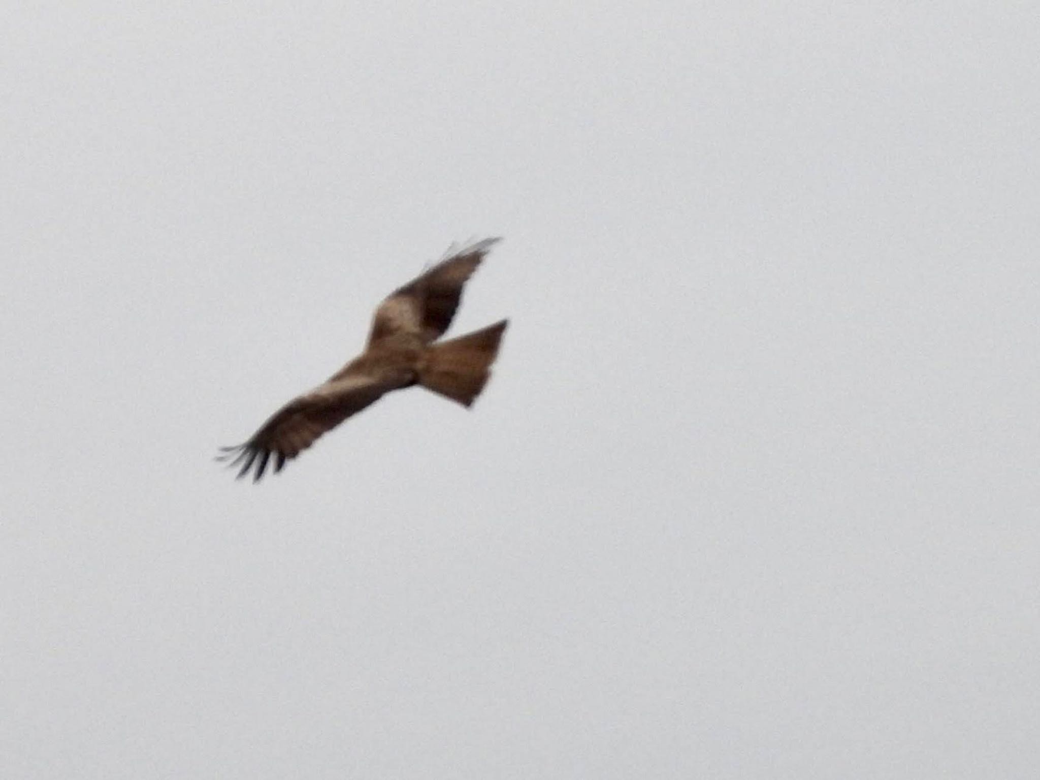 Black Kite