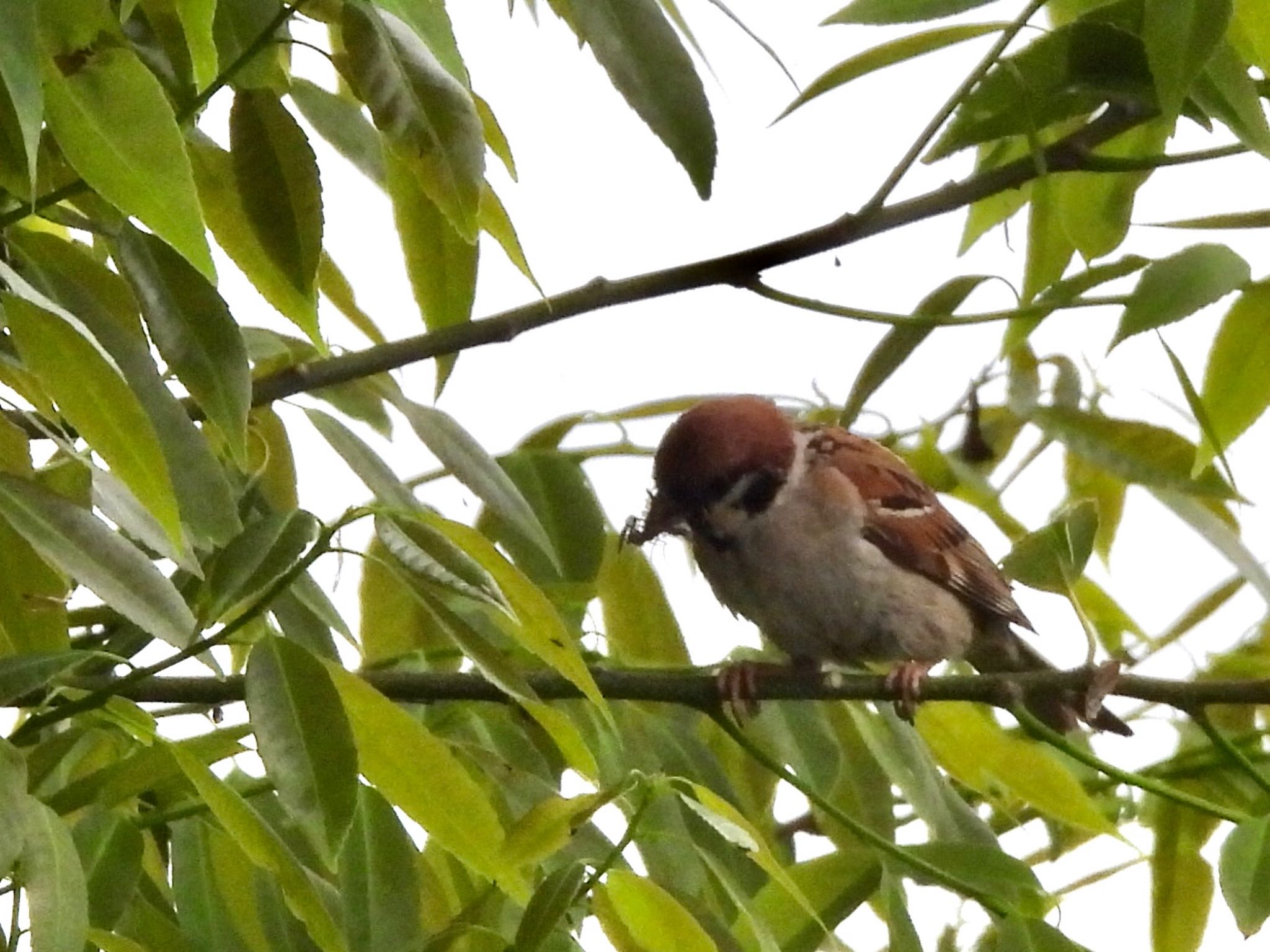 Eurasian Tree Sparrow