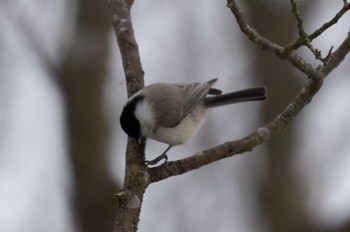 Marsh Tit Lake Utonai Fri, 12/30/2022