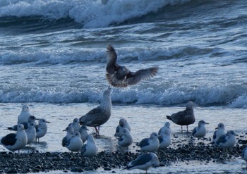 Slaty-backed Gull 新ひだか町 Fri, 12/30/2022