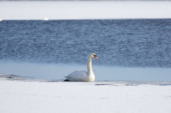 Mute Swan Lake Utonai Sun, 12/25/2022