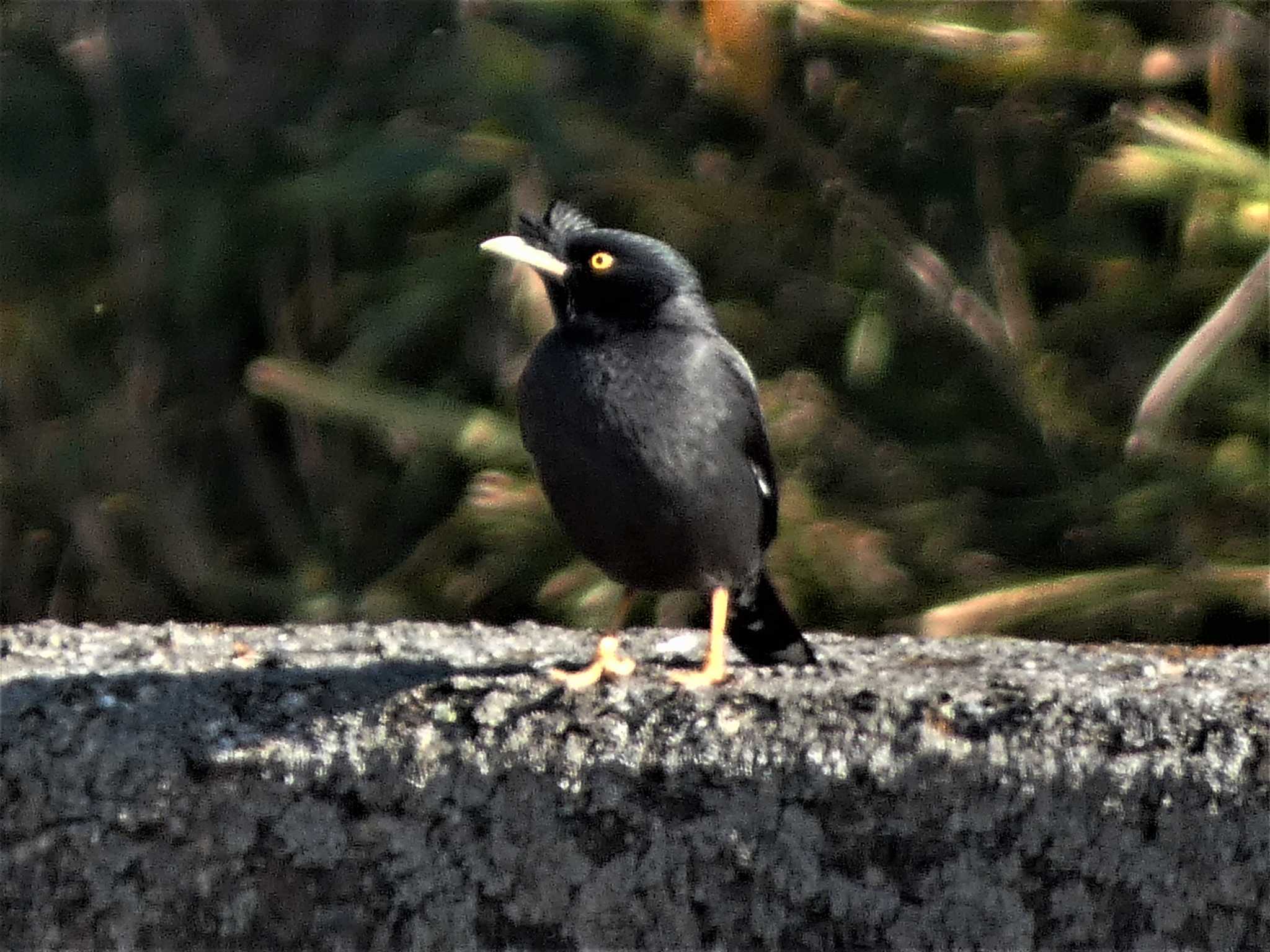 Crested Myna