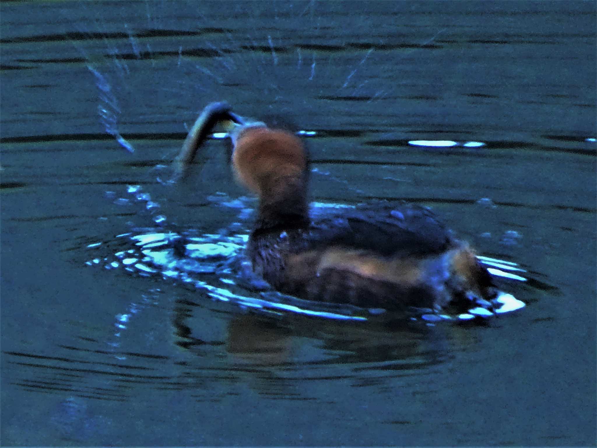 Little Grebe