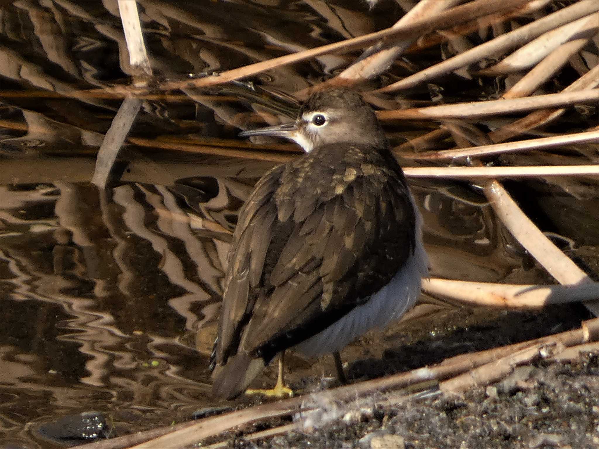 Green Sandpiper