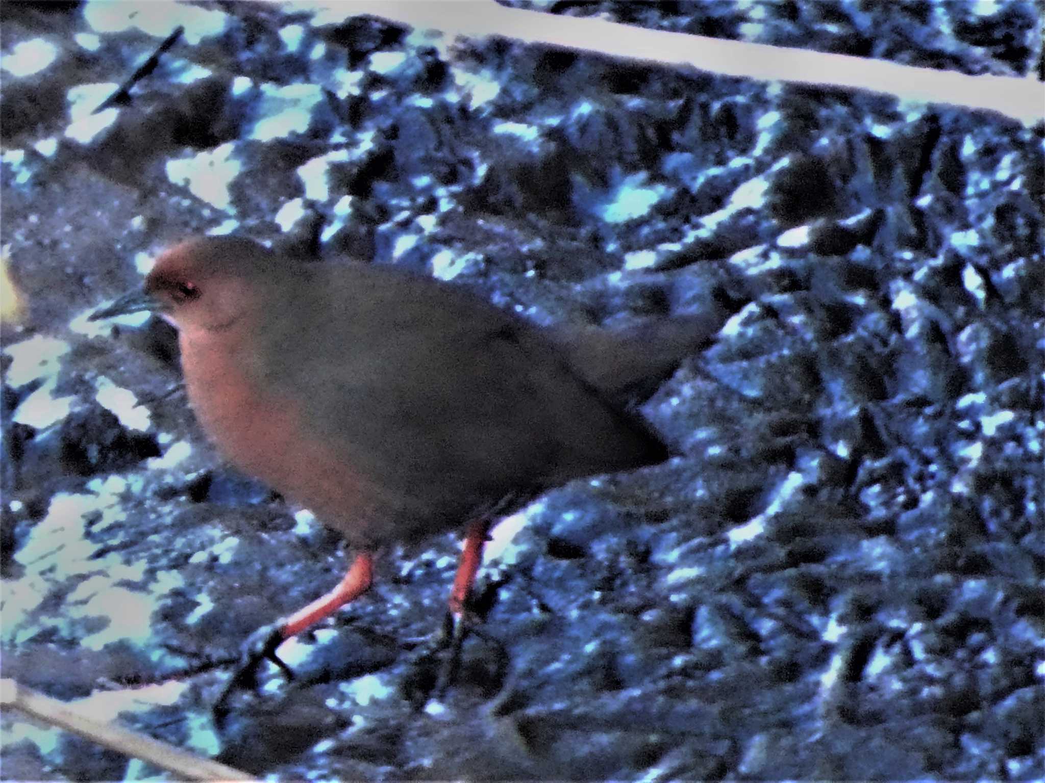 Ruddy-breasted Crake