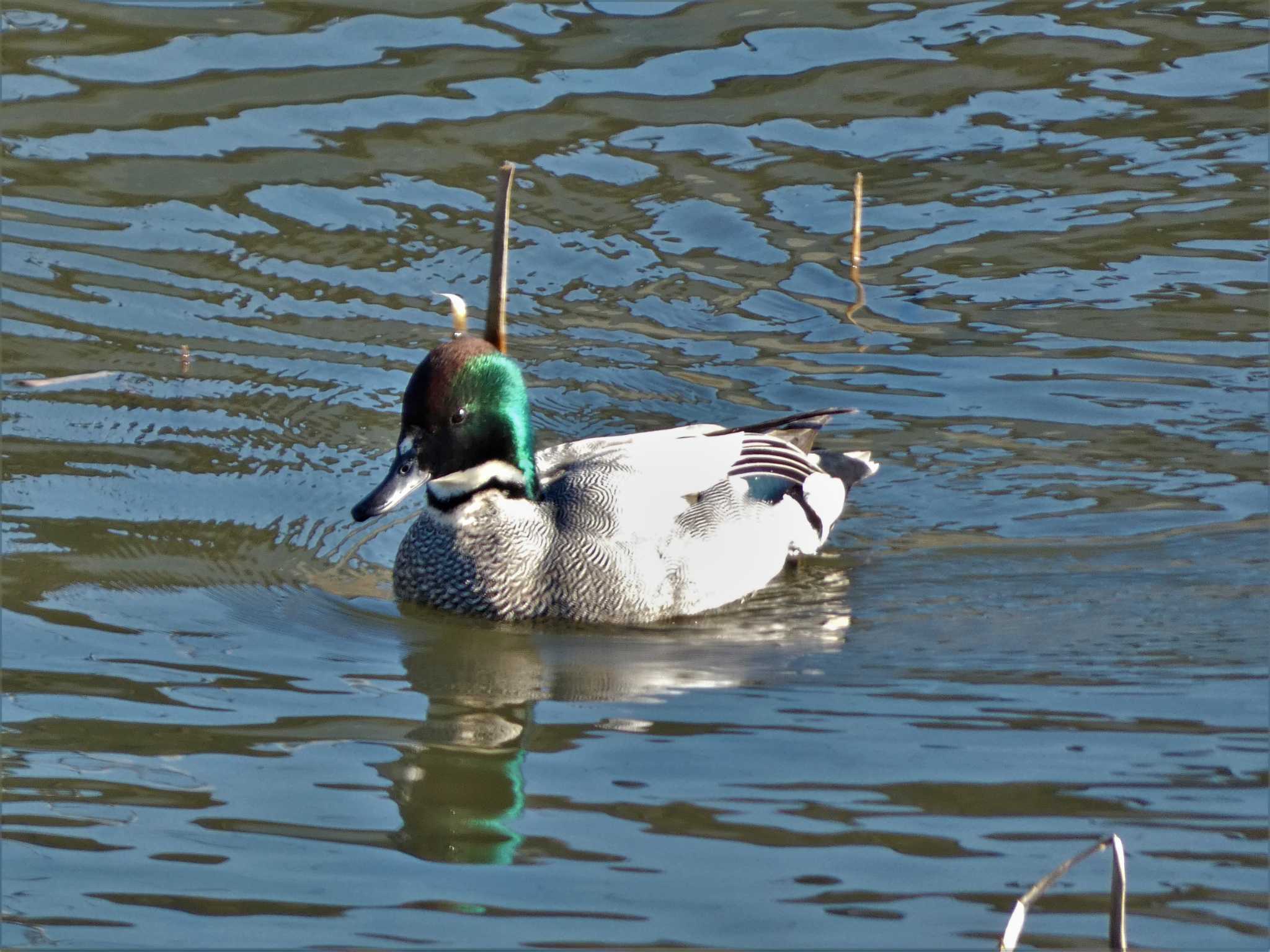 Falcated Duck