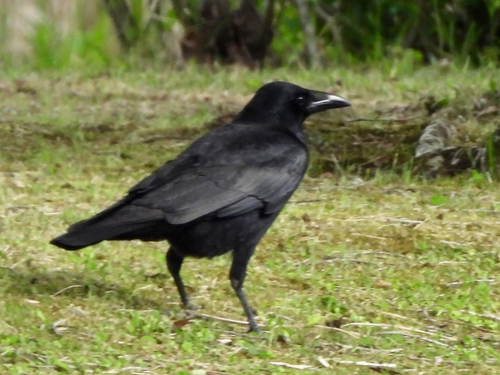 Photo of Carrion Crow at 宮ケ瀬湖 by くー
