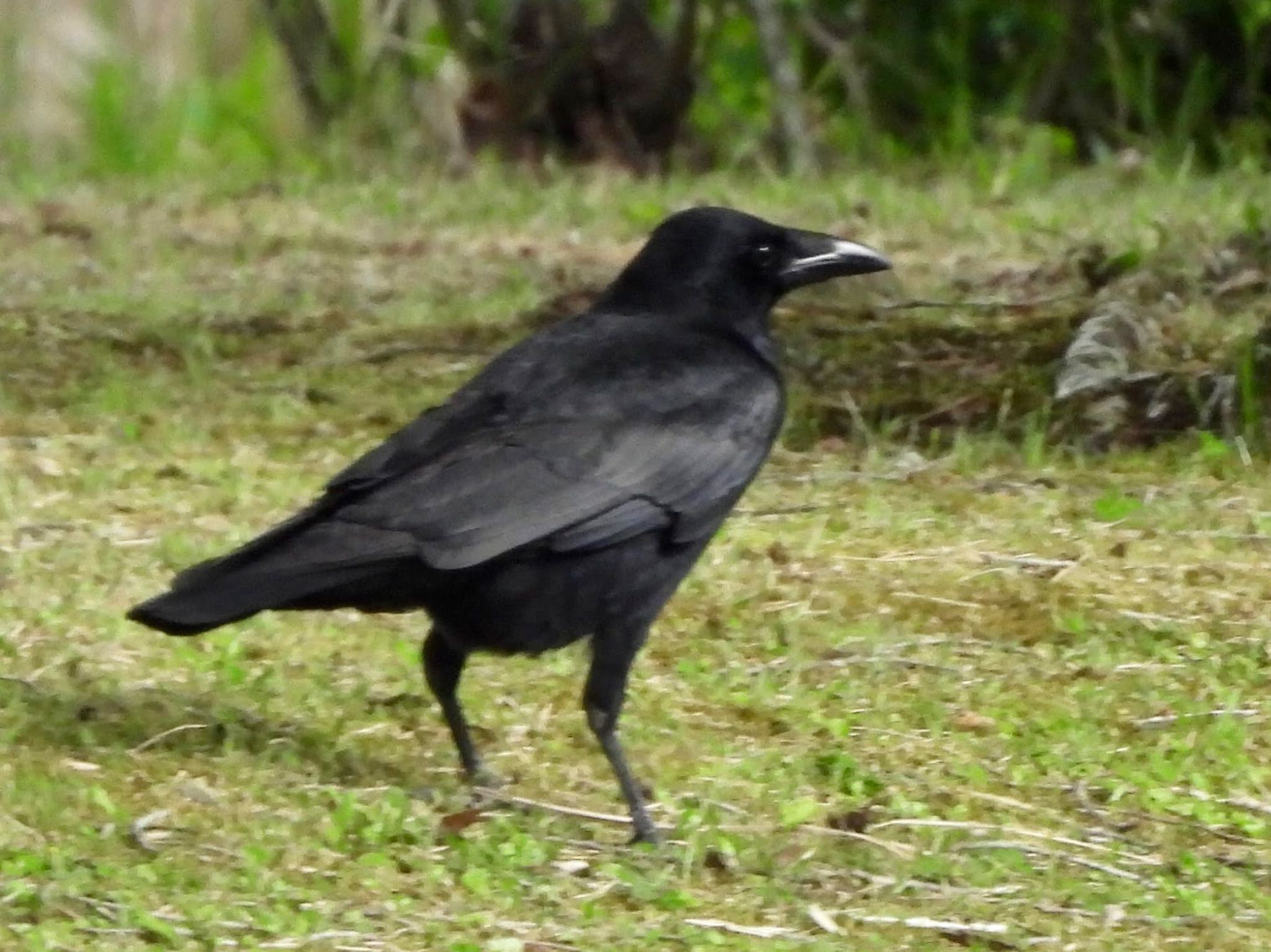 Carrion Crow