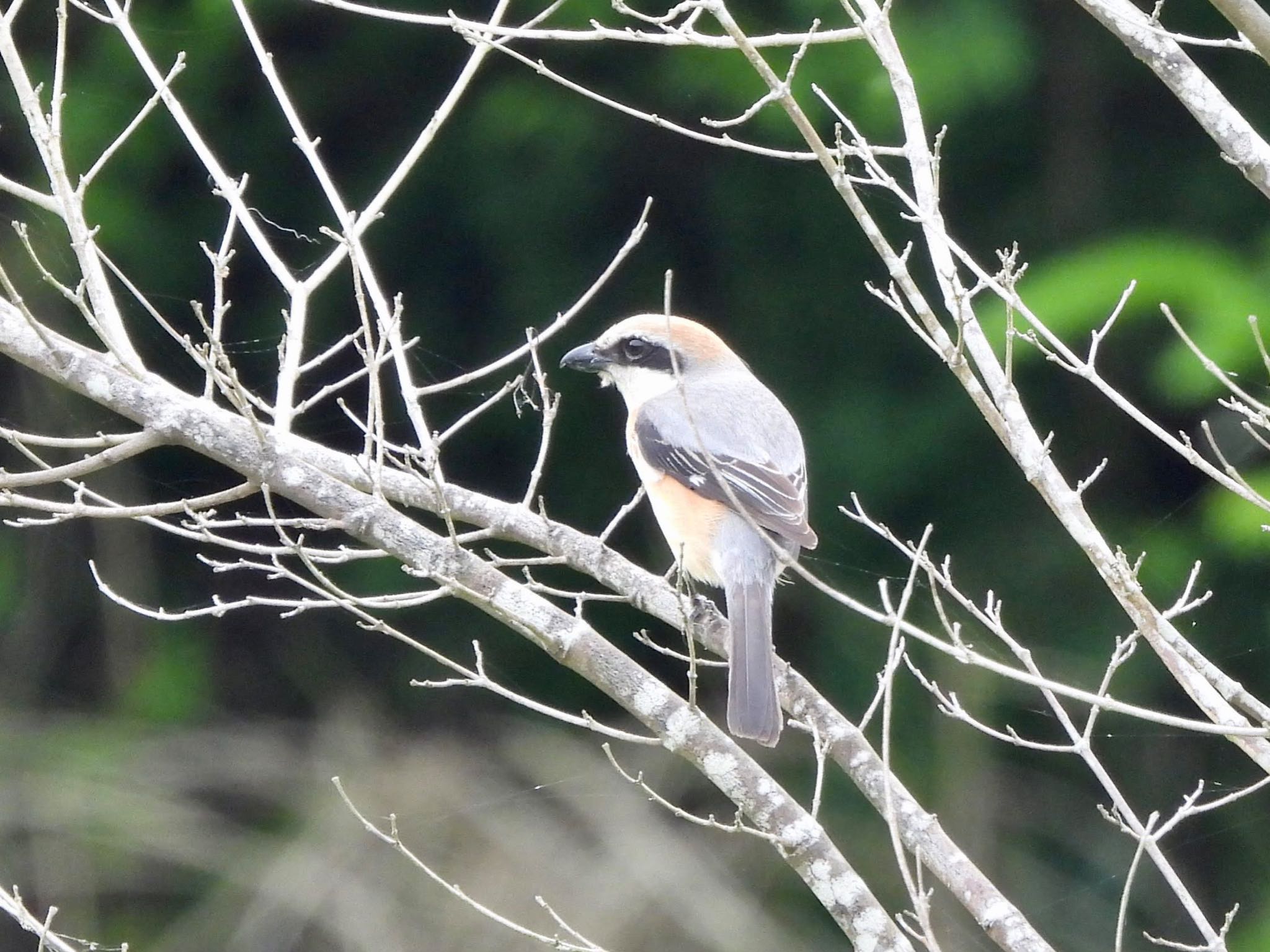 Bull-headed Shrike