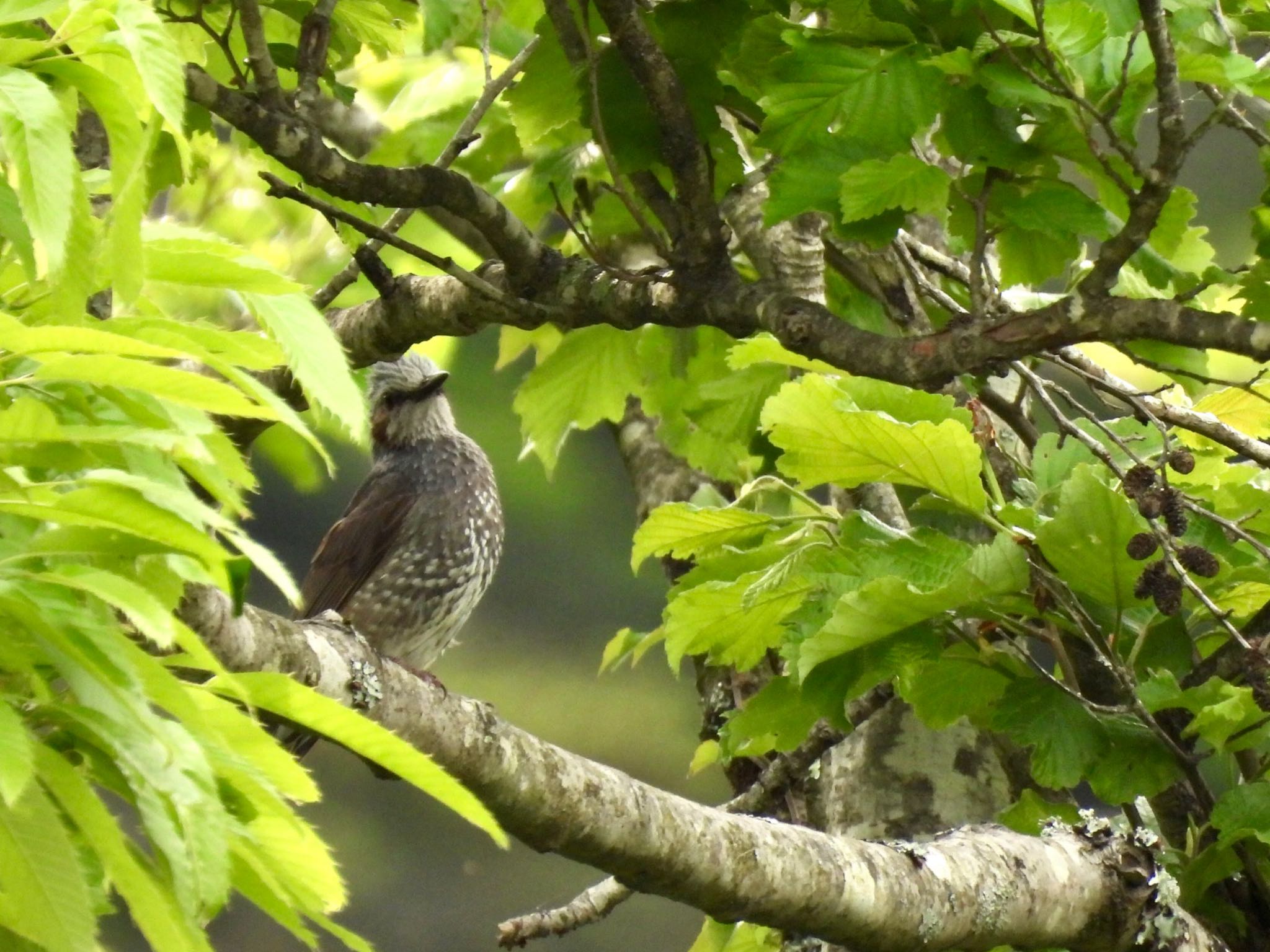 Brown-eared Bulbul