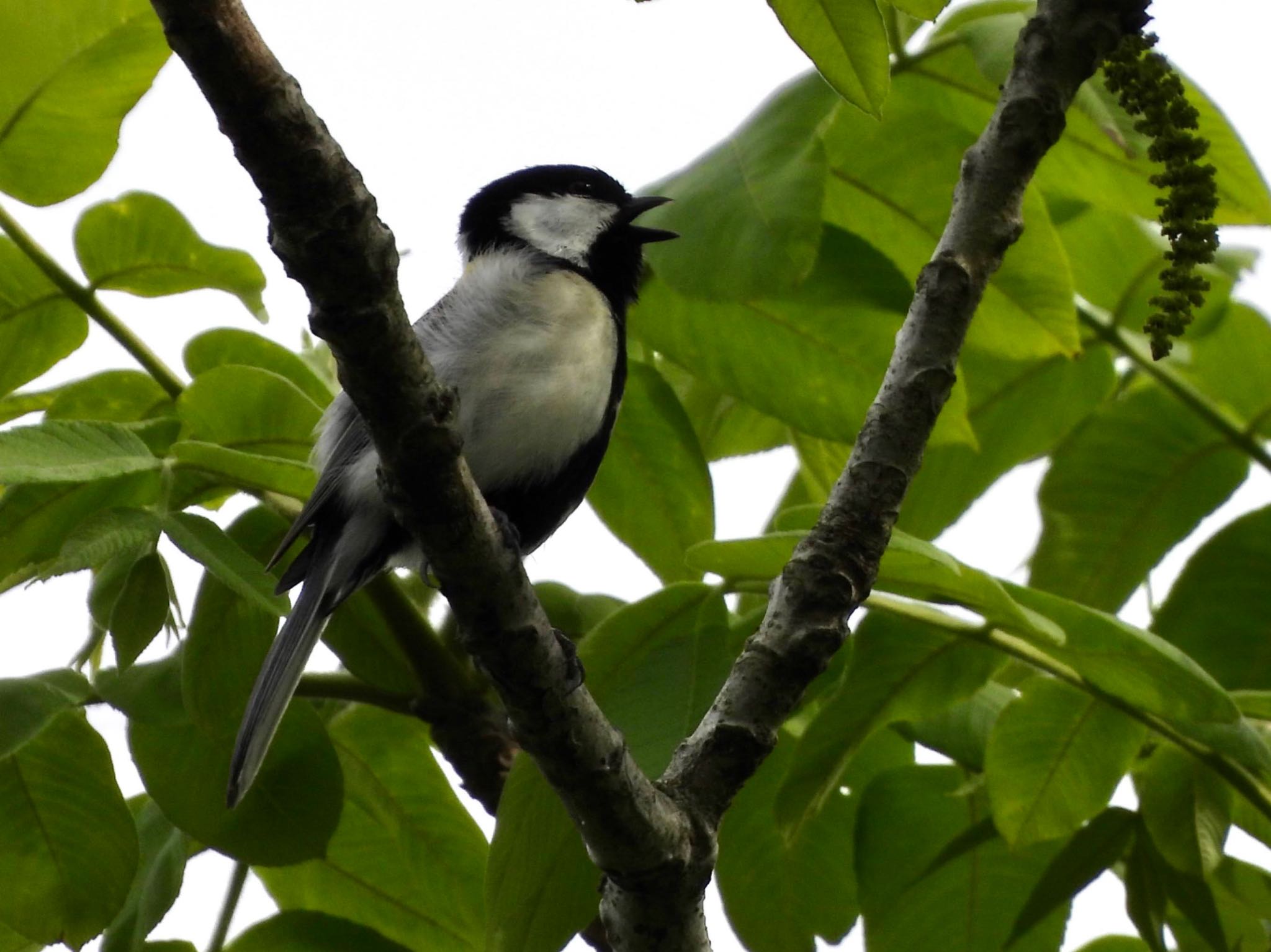 Japanese Tit