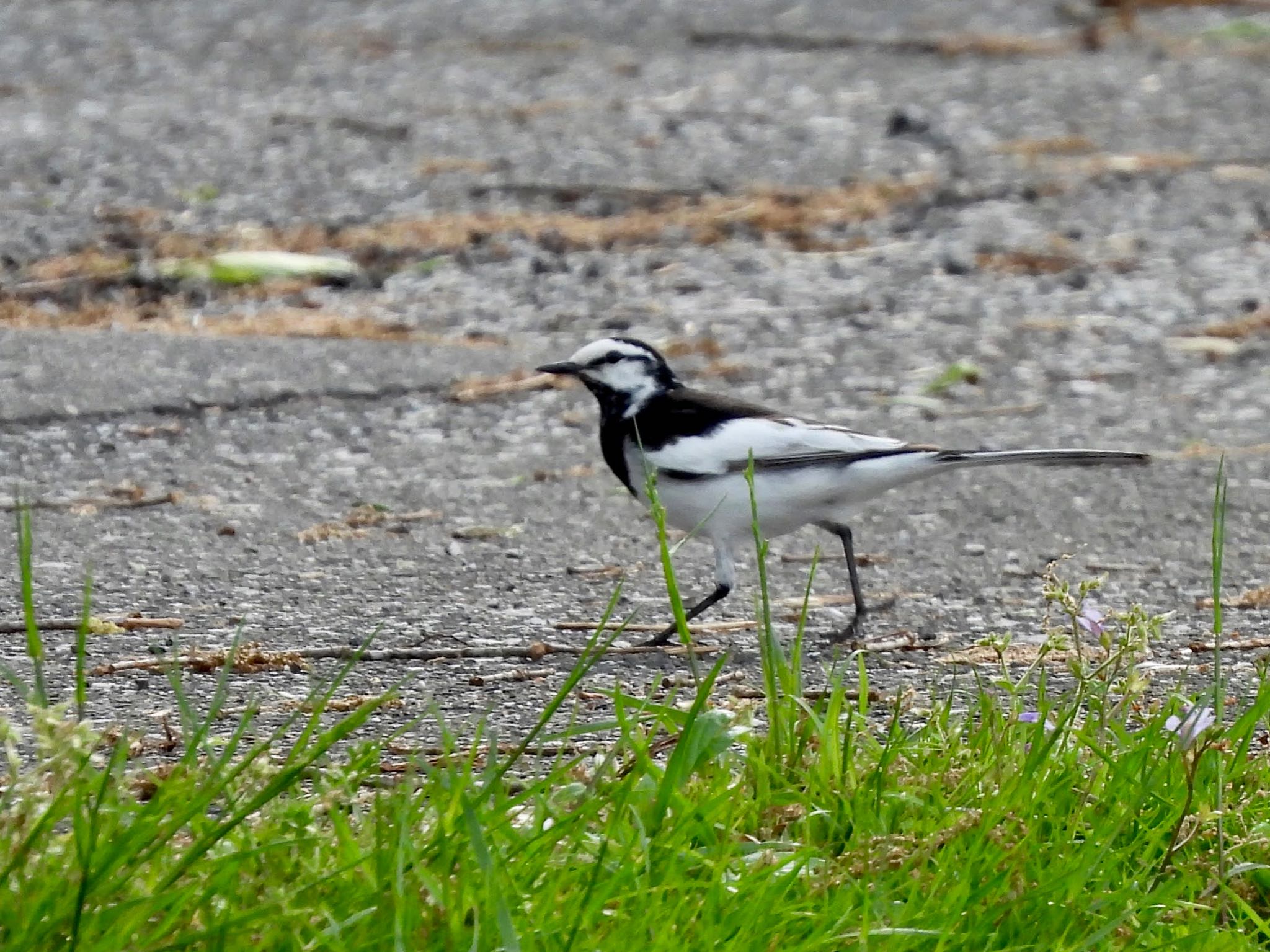 White Wagtail