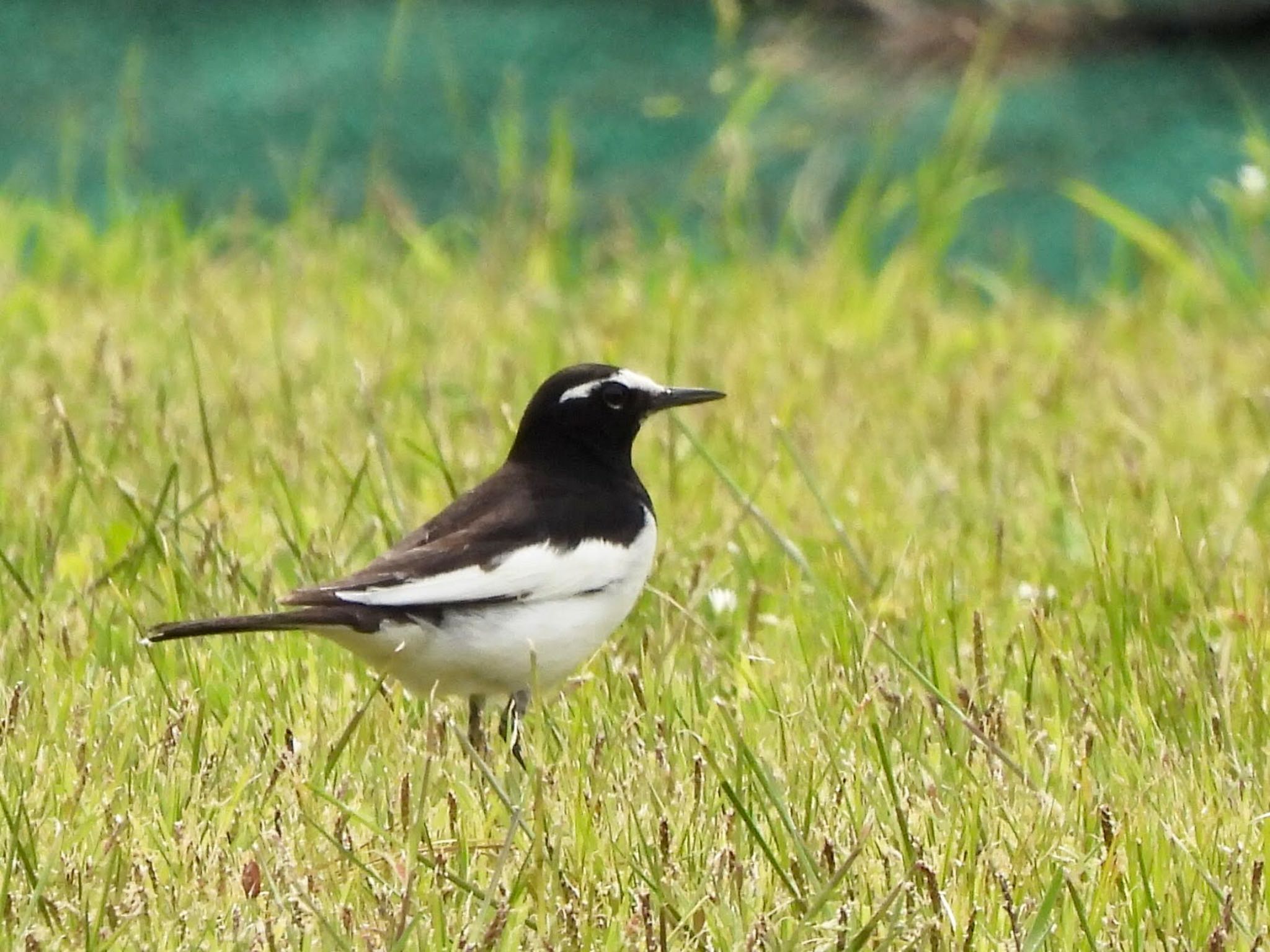 Japanese Wagtail