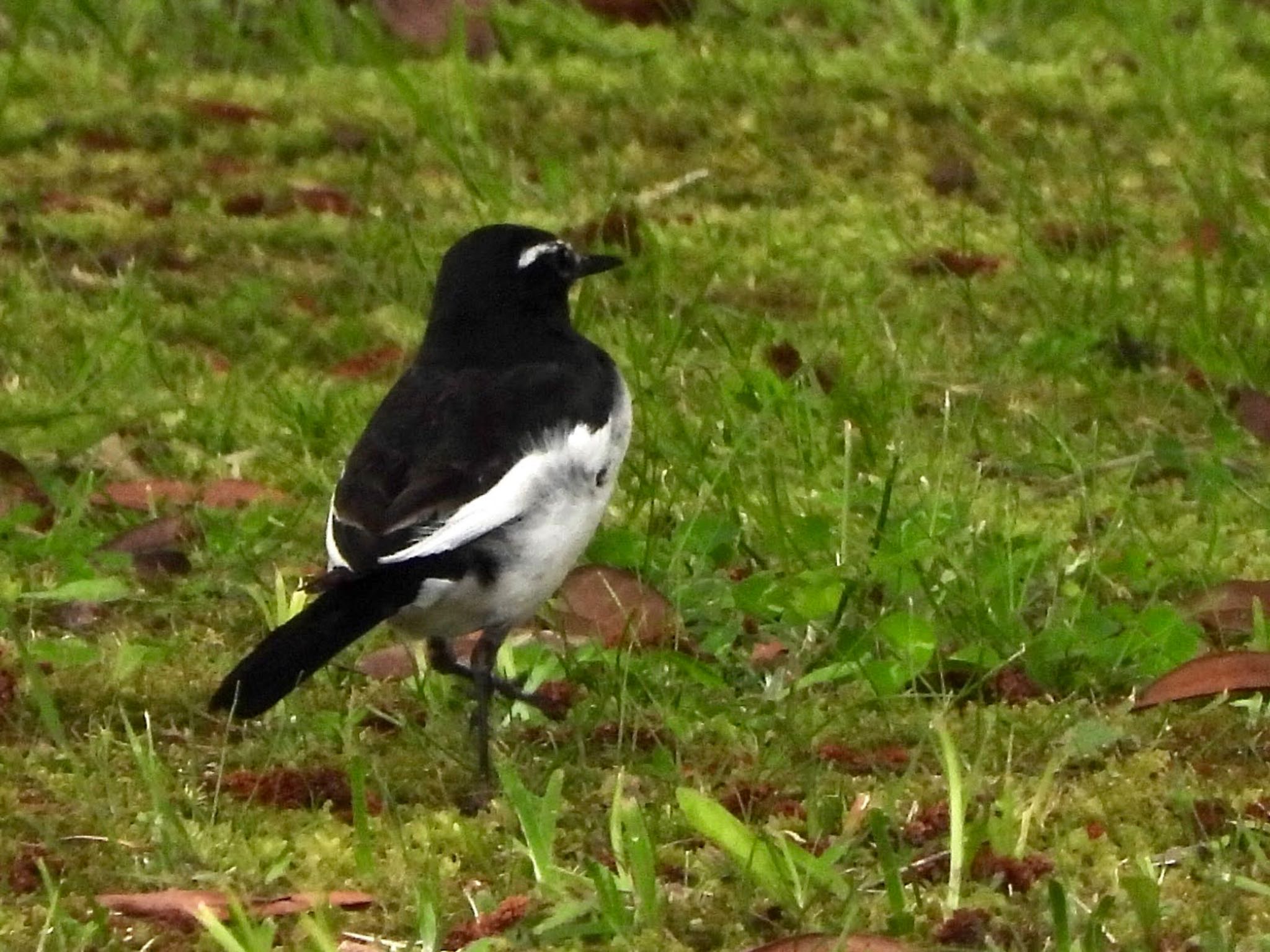 Japanese Wagtail