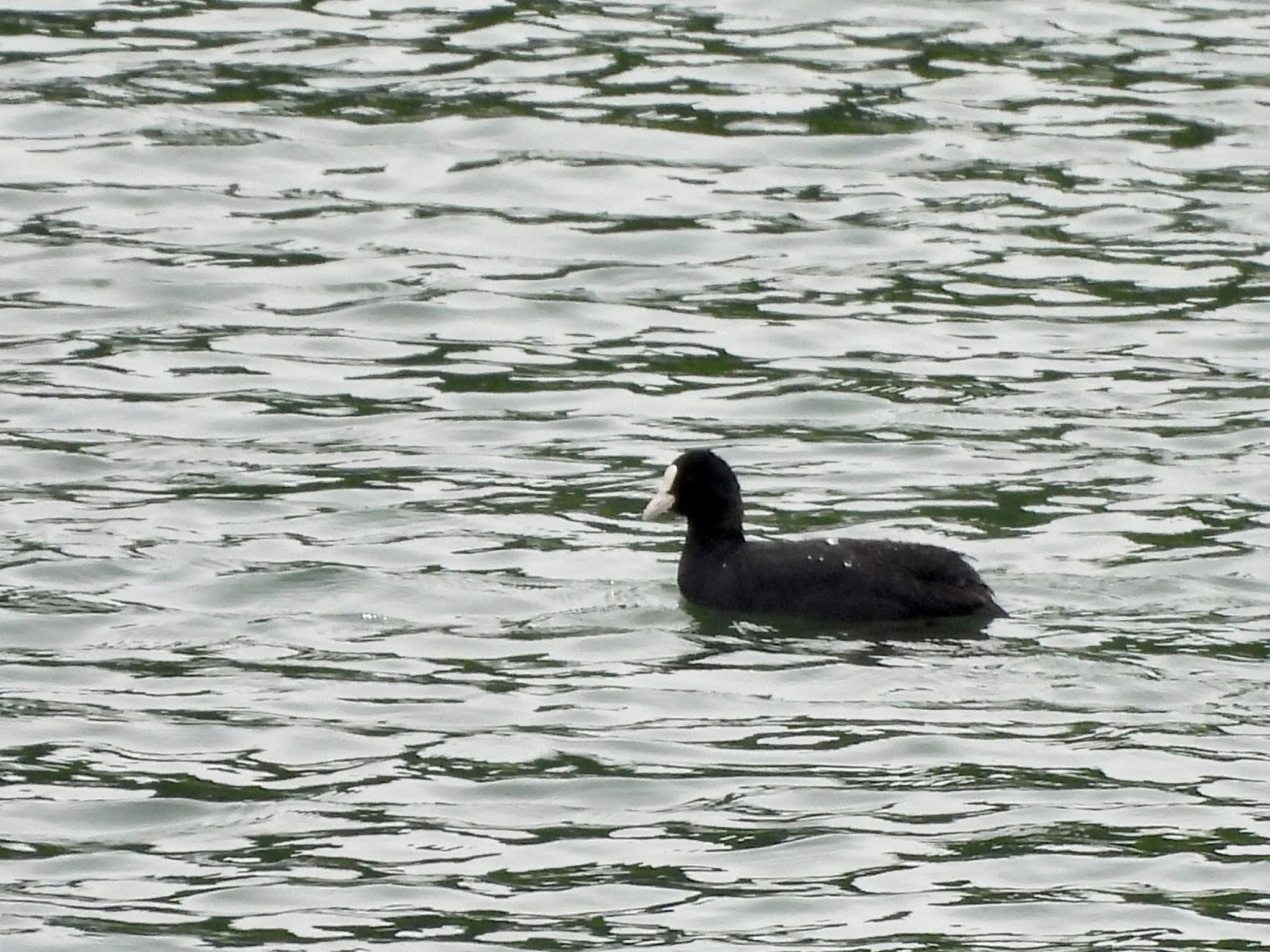 Photo of Eurasian Coot at 宮ケ瀬湖 by くー