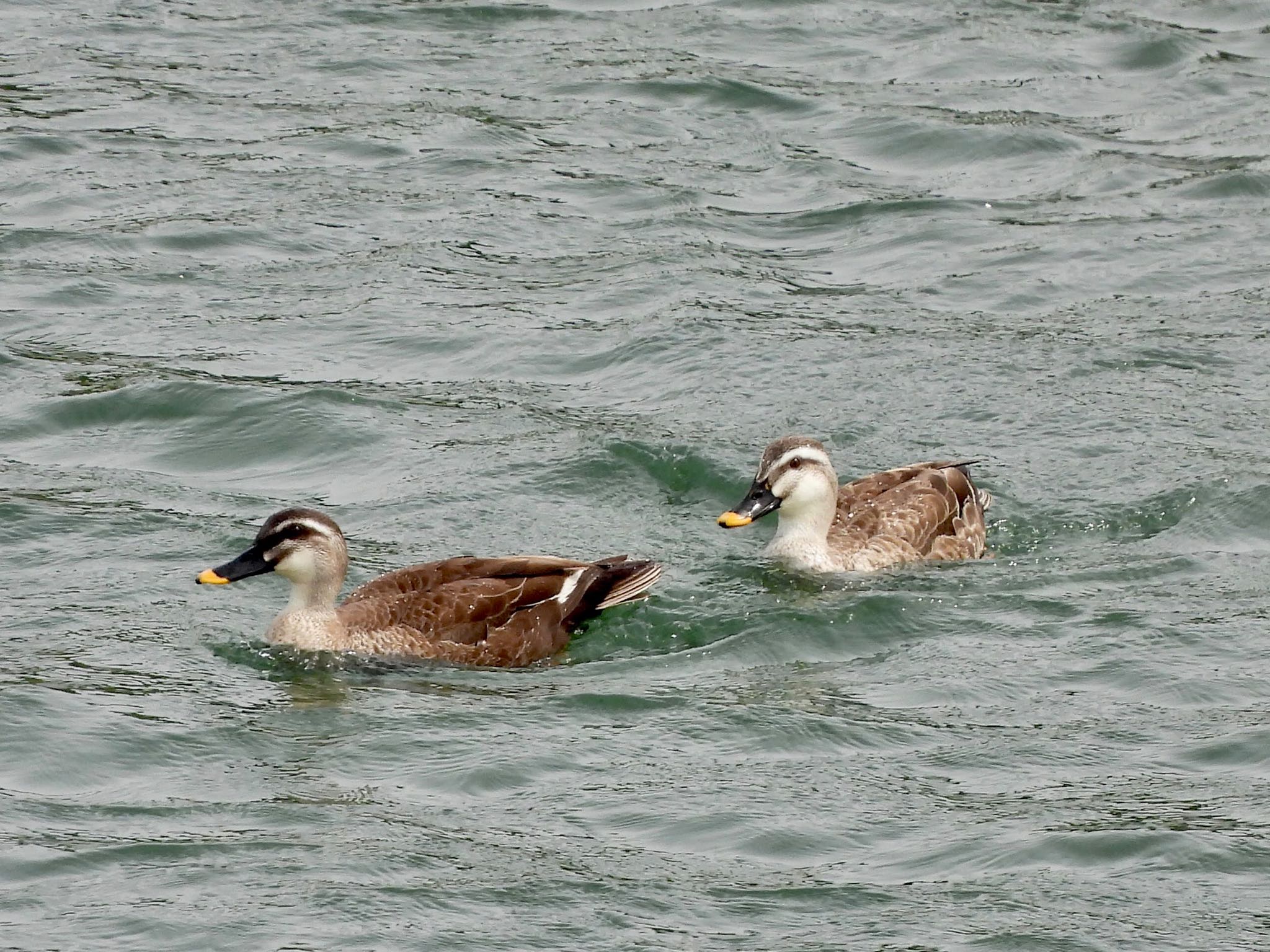 Eastern Spot-billed Duck