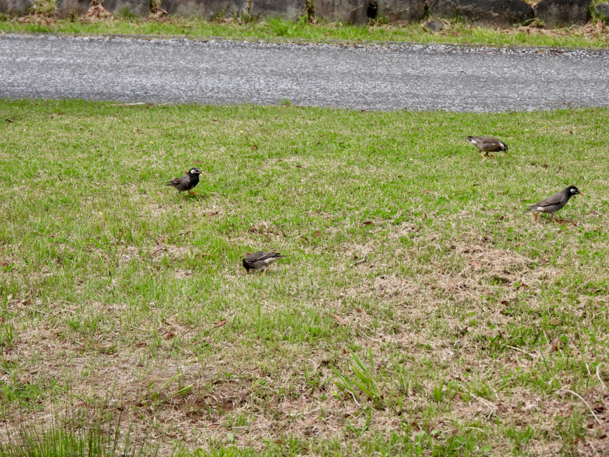 White-cheeked Starling