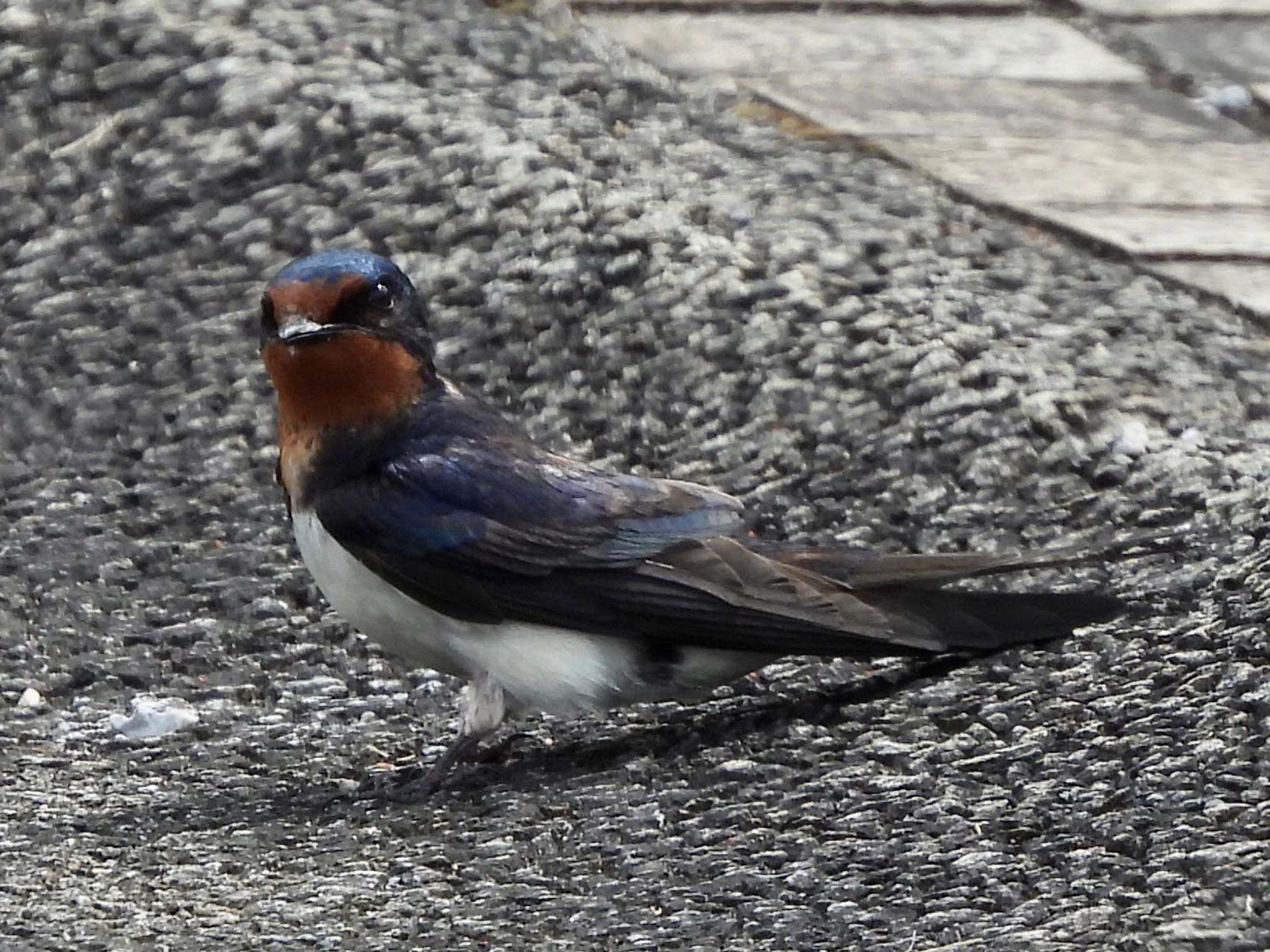 Barn Swallow