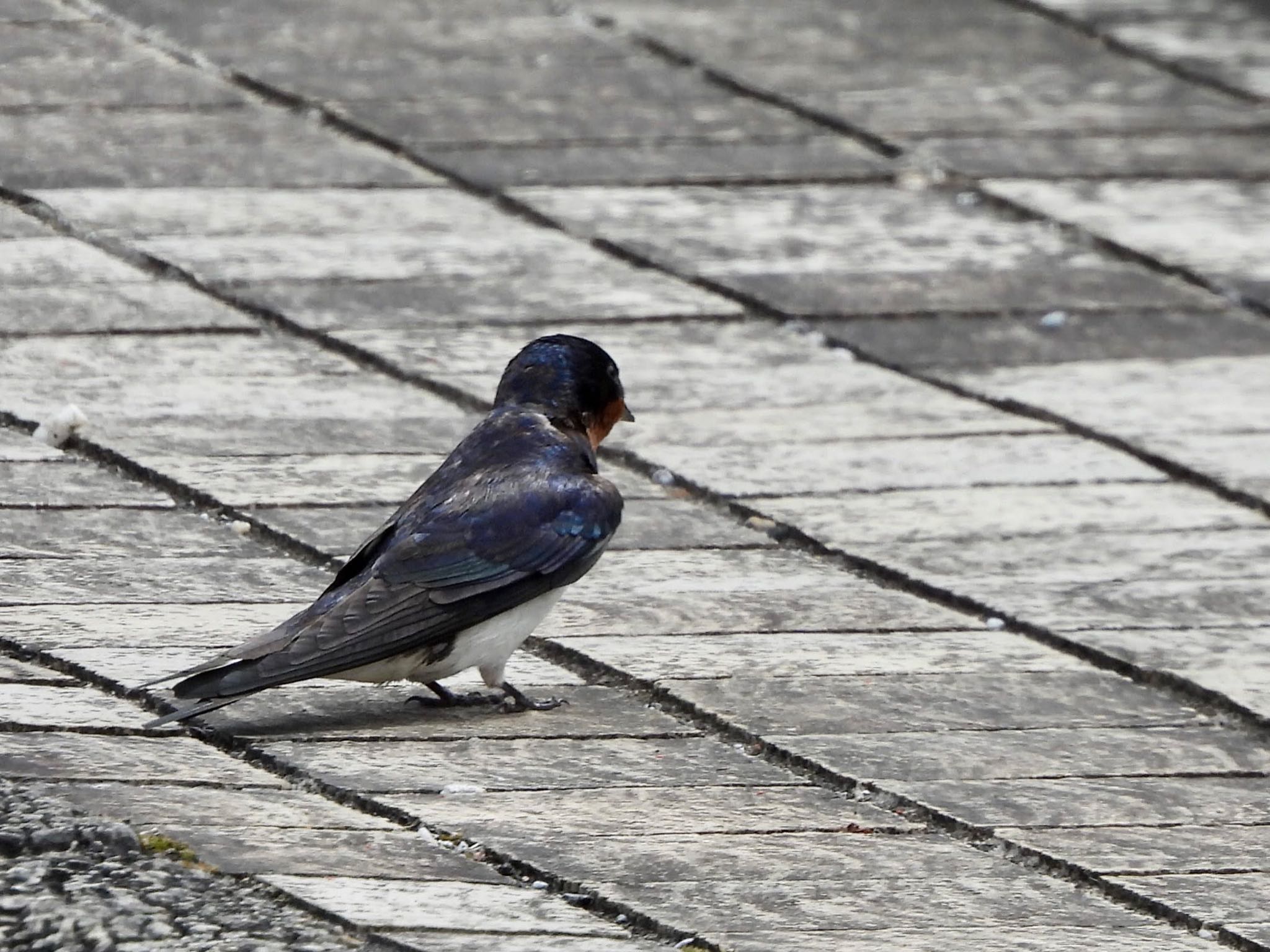 Photo of Barn Swallow at 宮ケ瀬湖 by くー