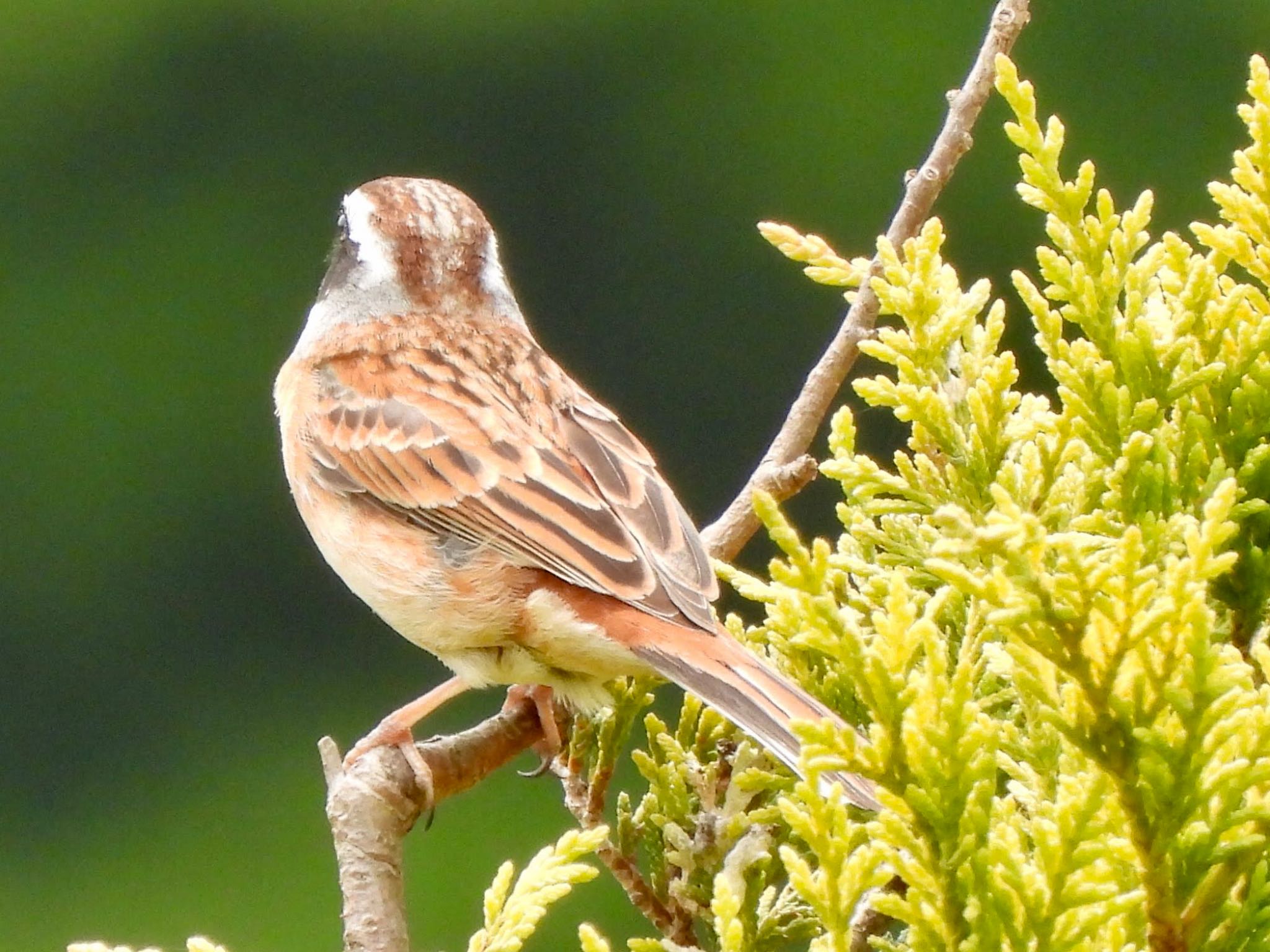 Meadow Bunting