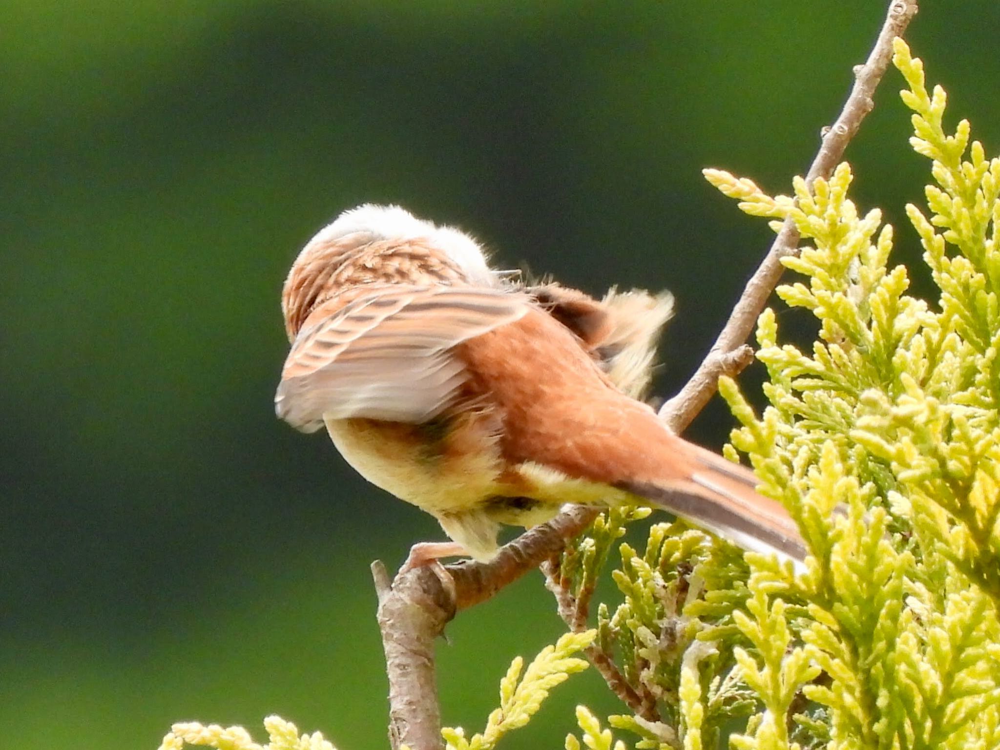 Meadow Bunting