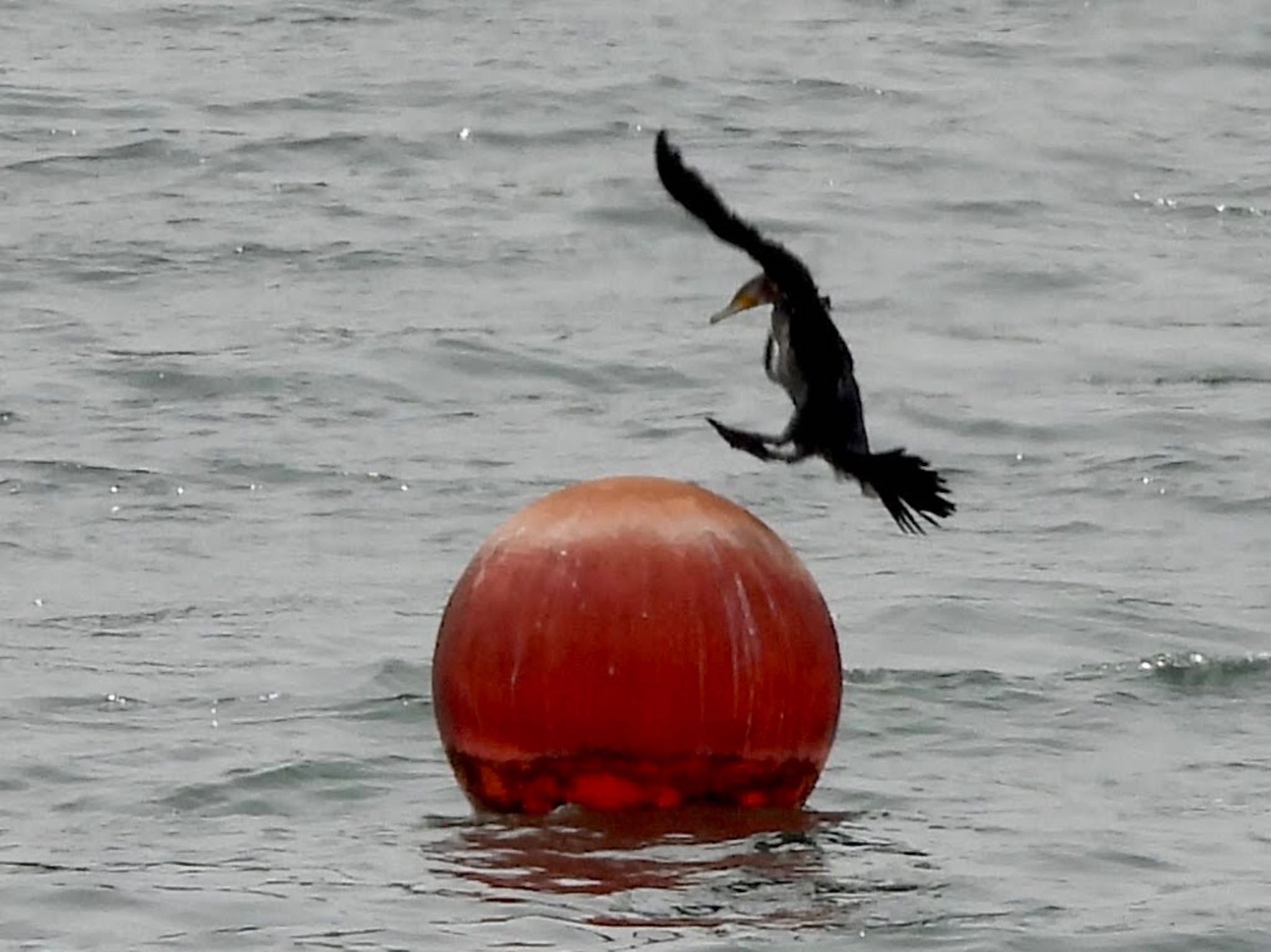 Great Cormorant