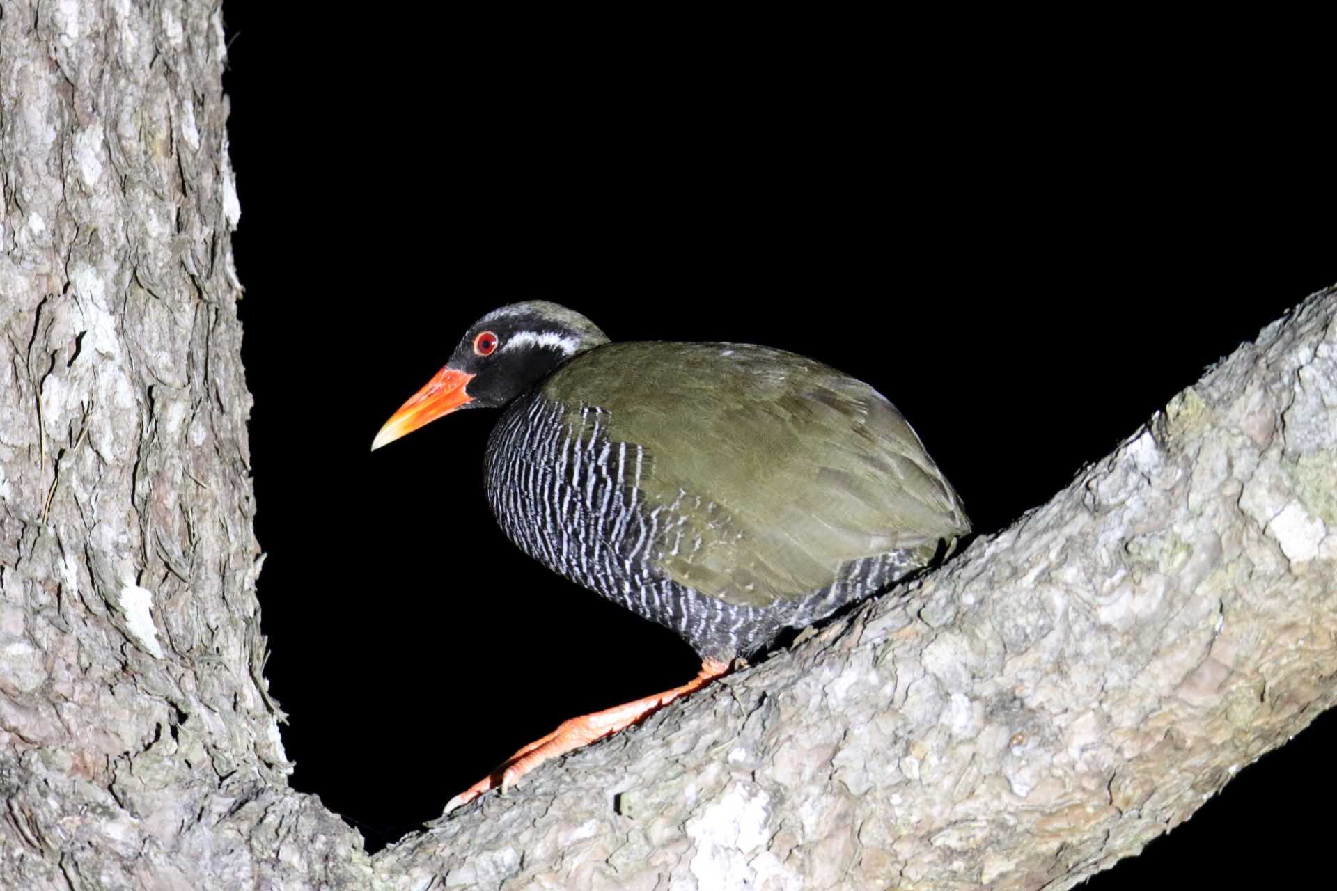  ヤンバルクイナの写真 by マイク