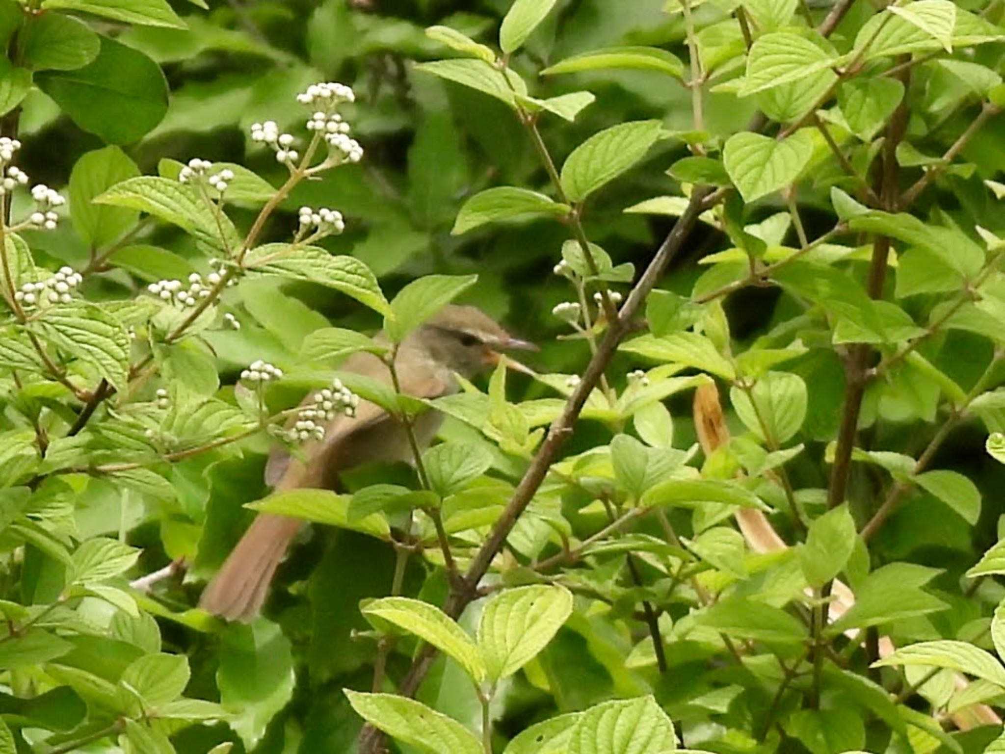 Japanese Bush Warbler