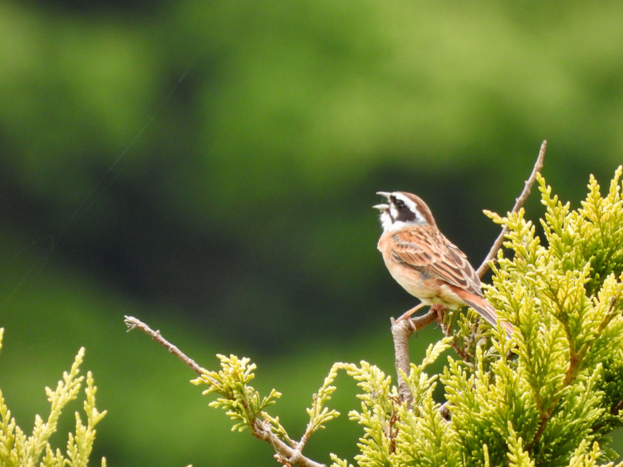 Photo of Meadow Bunting at 宮ケ瀬湖 by くー