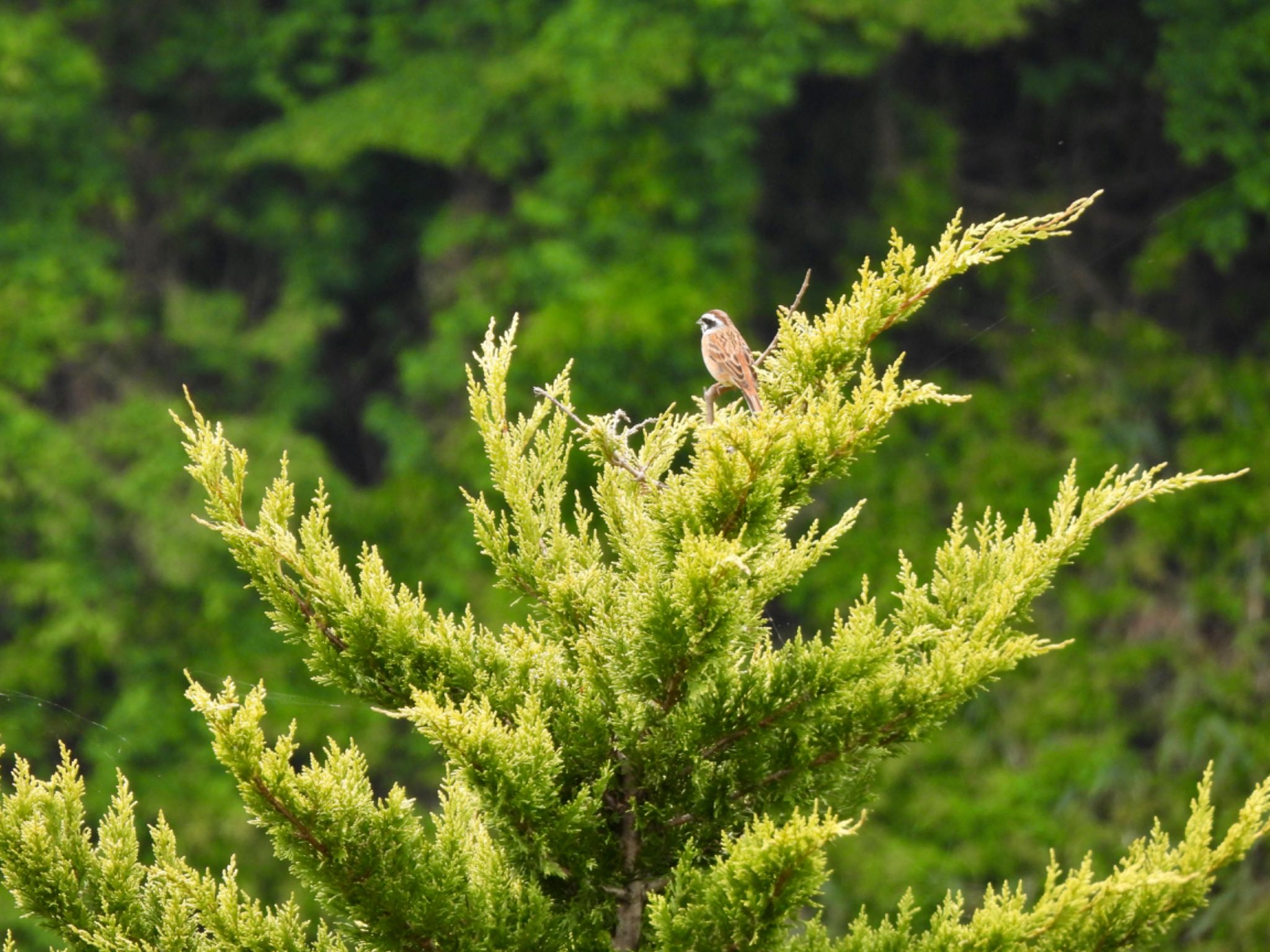 Meadow Bunting