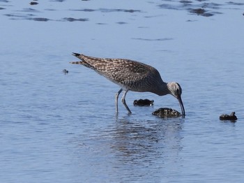 2022年5月3日(火) 多摩川河口の野鳥観察記録