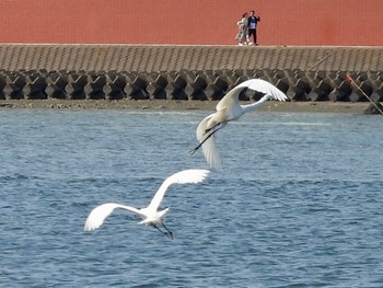 ダイサギ 多摩川河口 2022年5月3日(火)