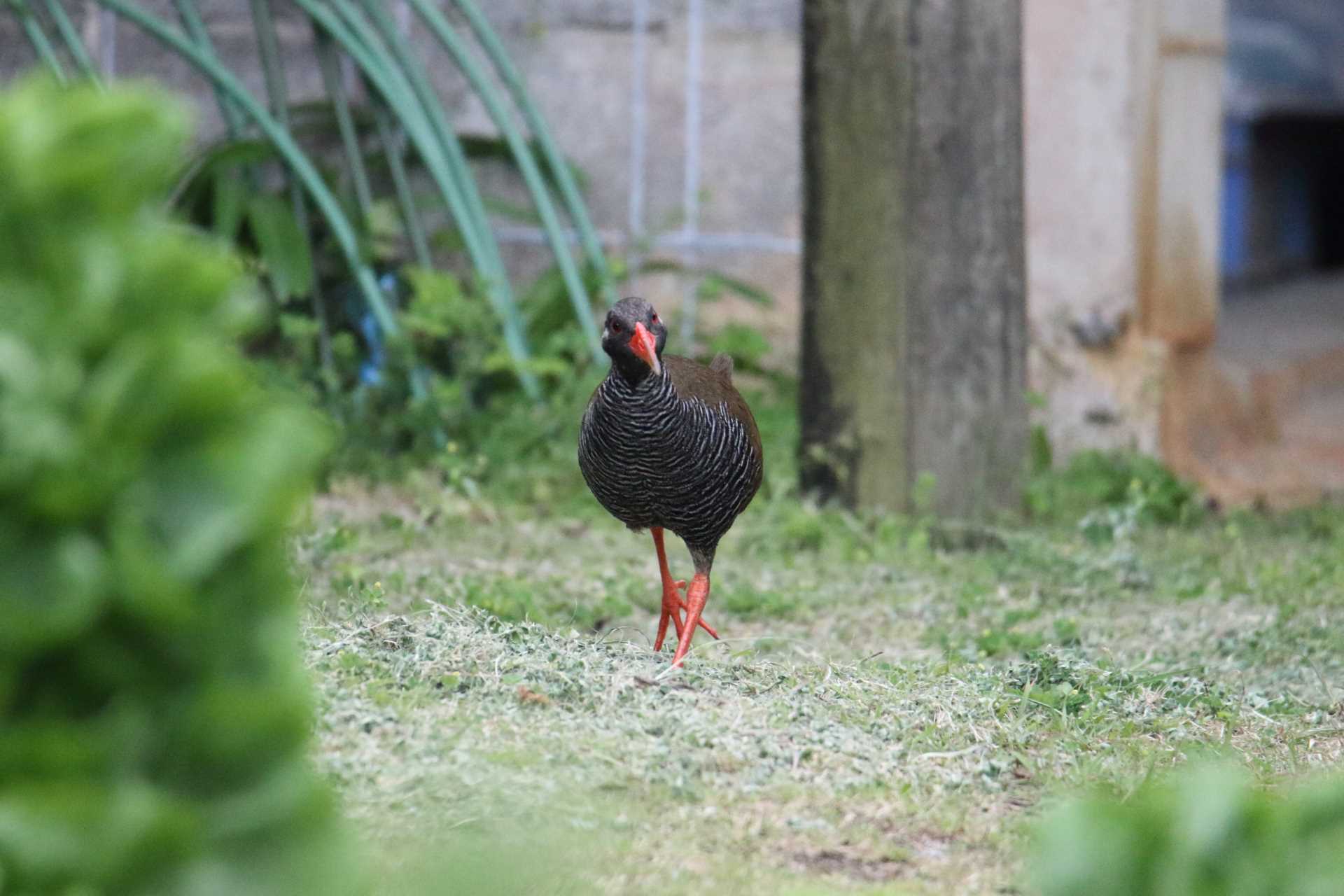  ヤンバルクイナの写真 by マイク