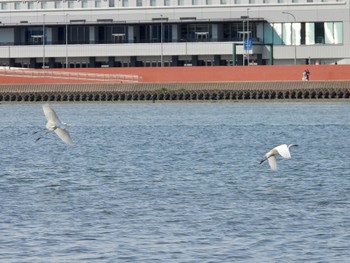 ダイサギ 多摩川河口 2022年5月3日(火)