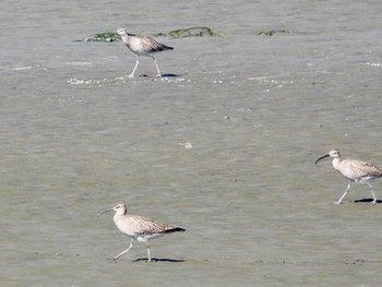 チュウシャクシギ 多摩川河口 2022年5月3日(火)