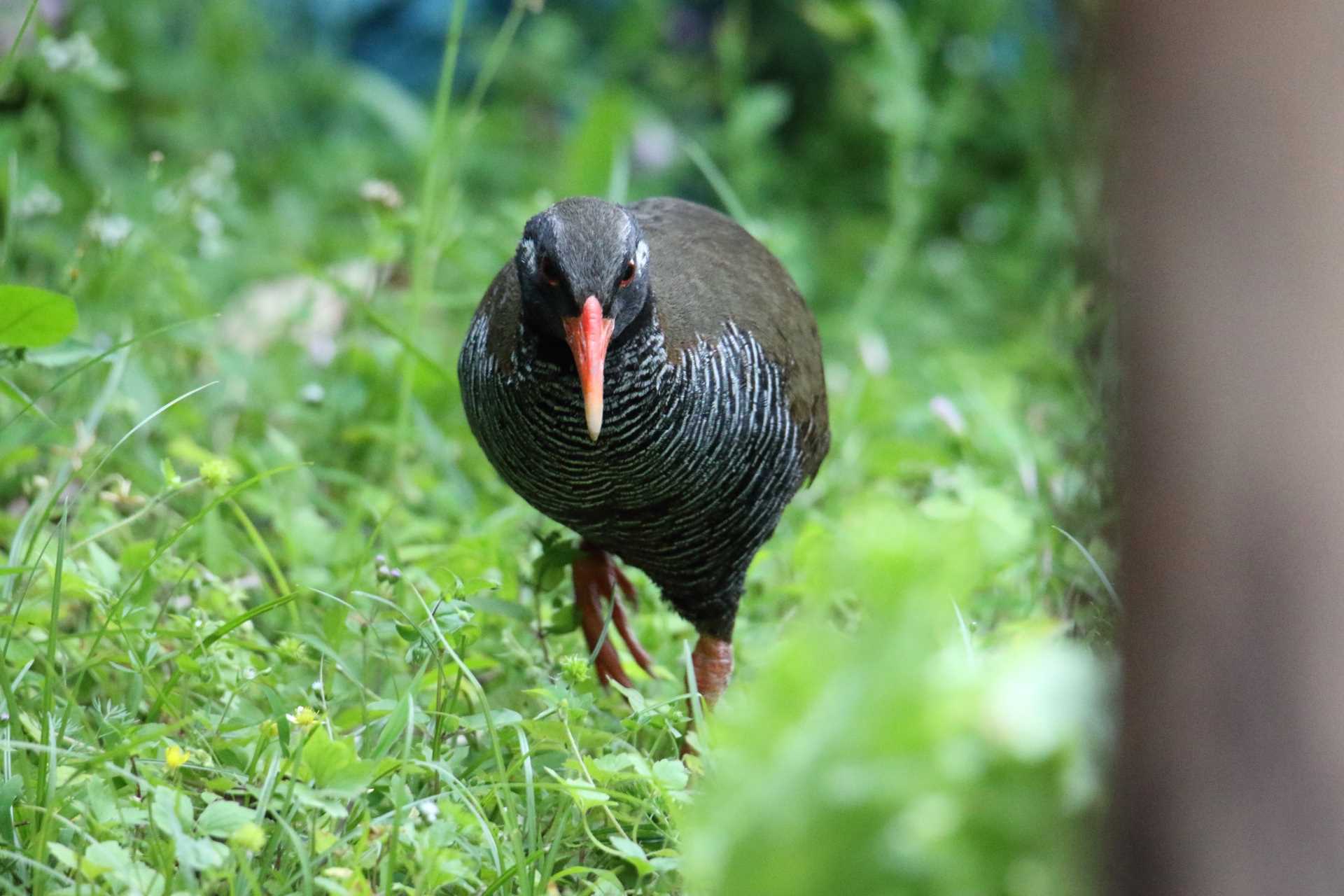  ヤンバルクイナの写真 by マイク