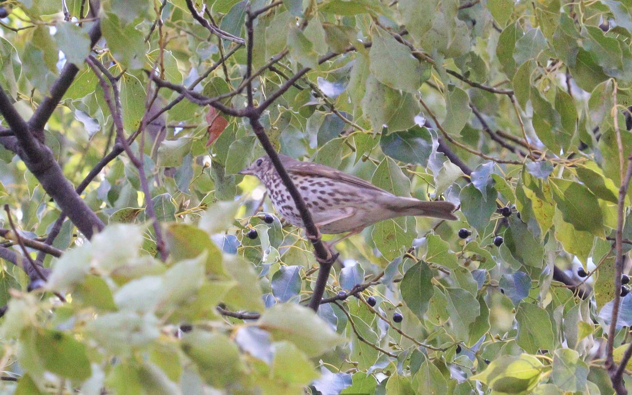 ウタツグミ