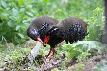 ヤンバルクイナ 場所が不明 2018年3月26日(月)