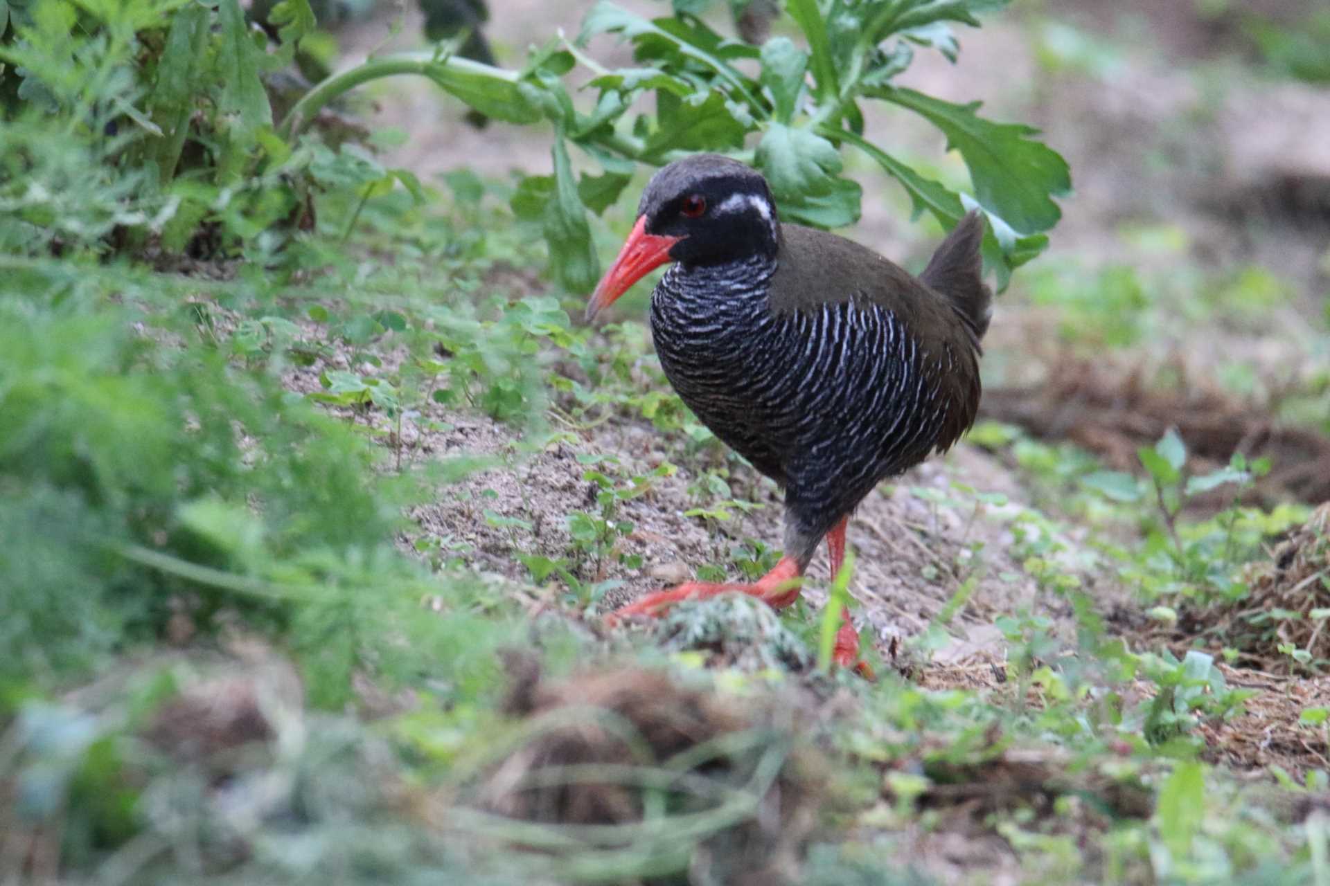  ヤンバルクイナの写真 by マイク